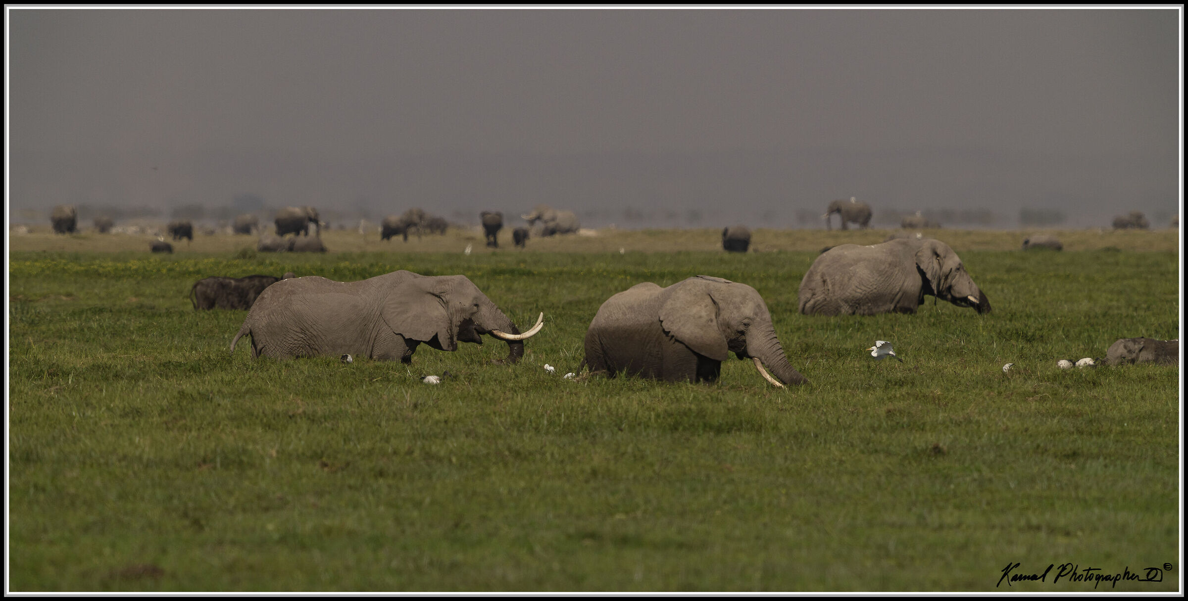 Loxodonta africana