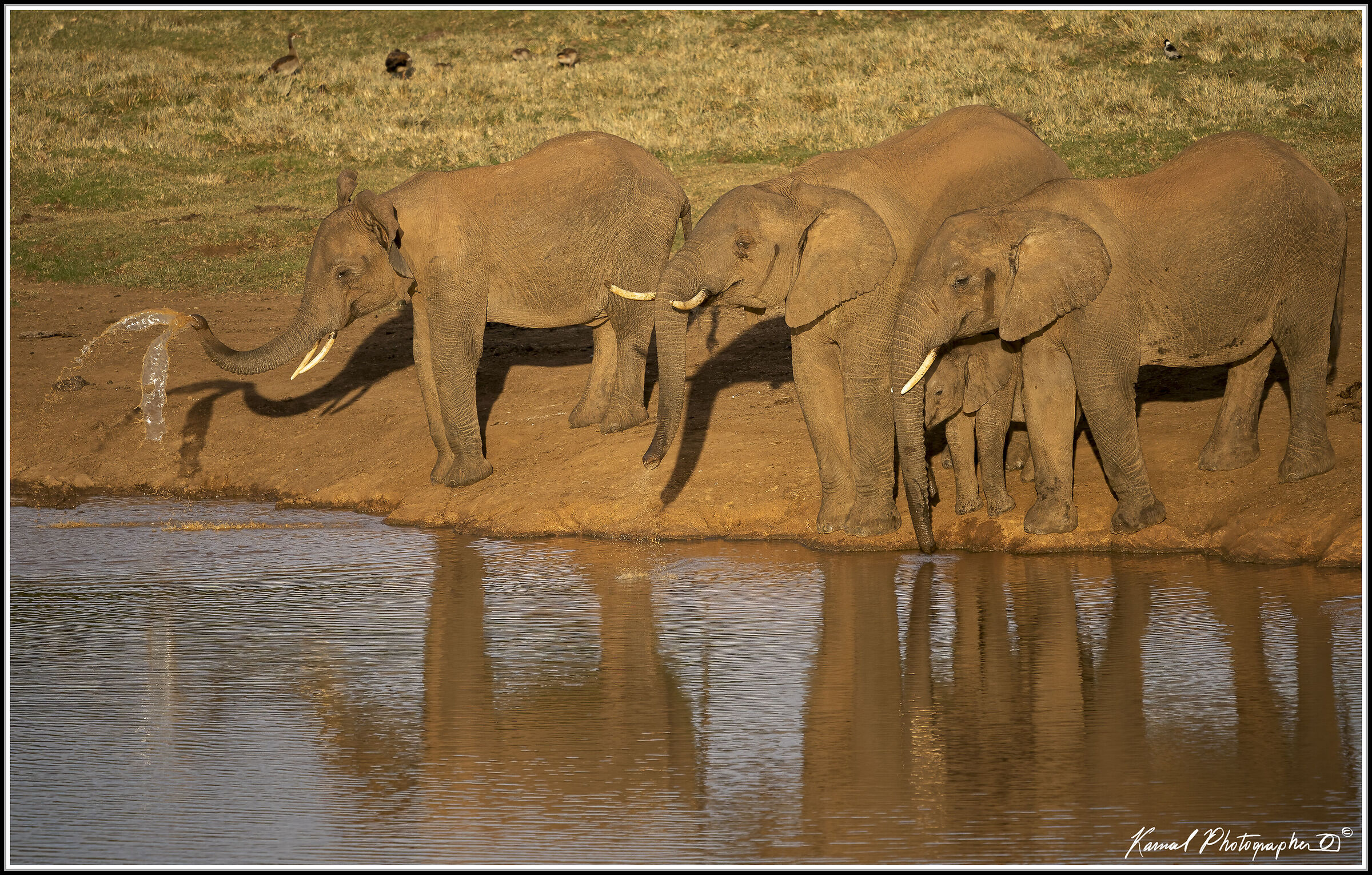 Loxodonta africana