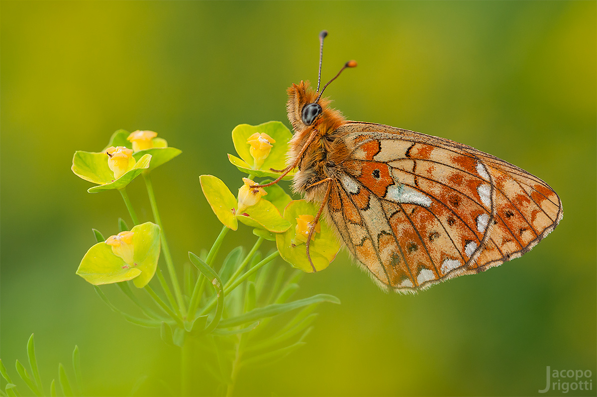 Boloria euphrosyne