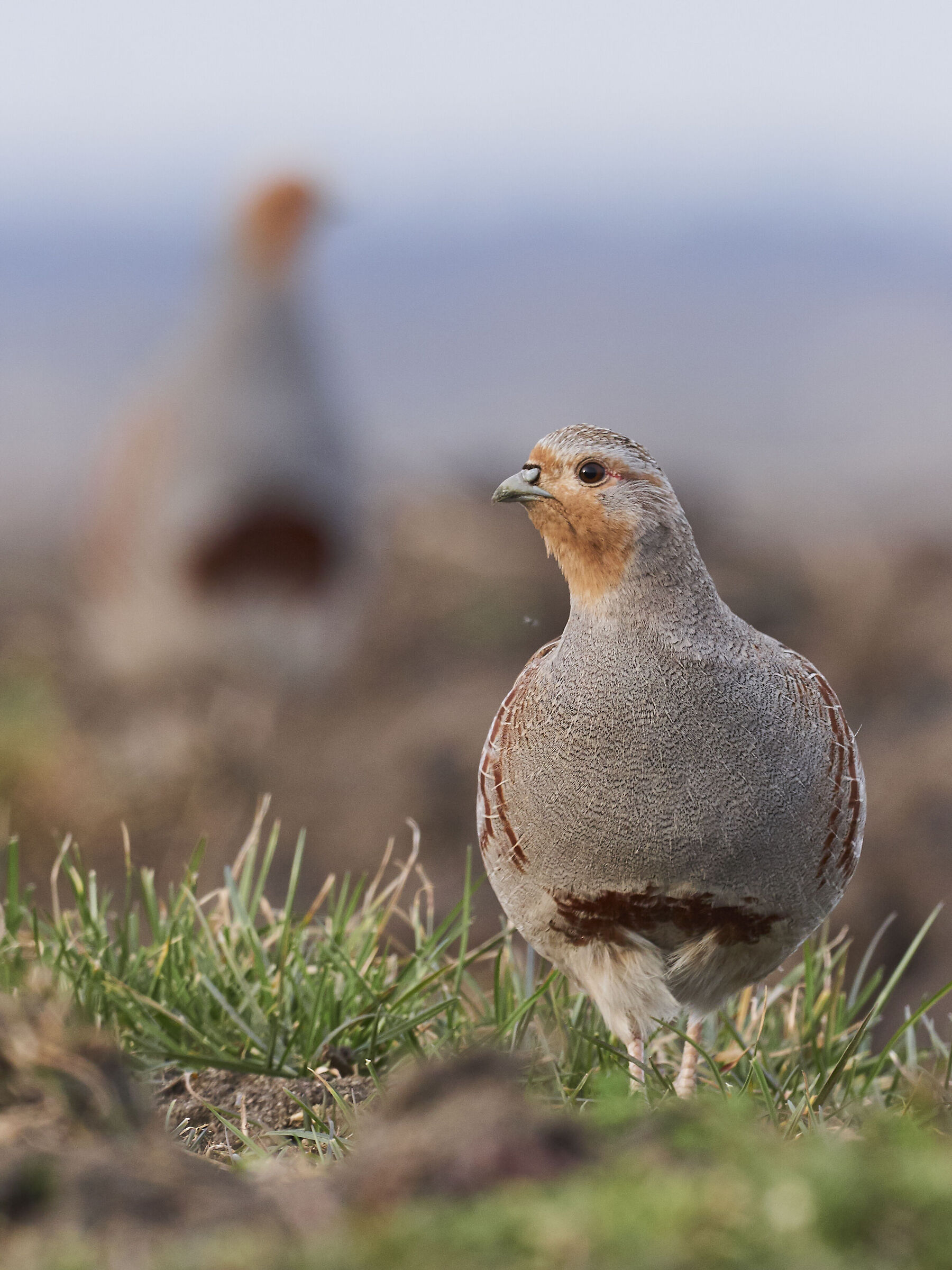Gray partridge ( Perdix perdix )
