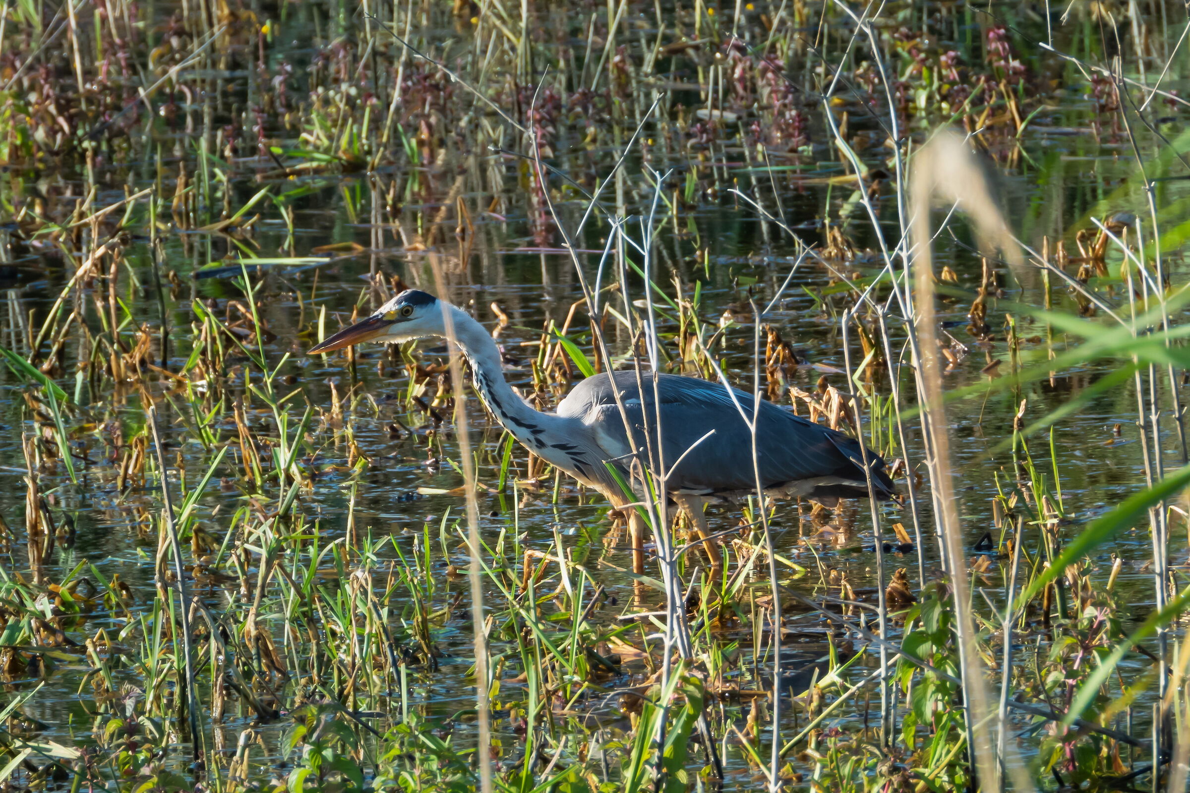Grey heron