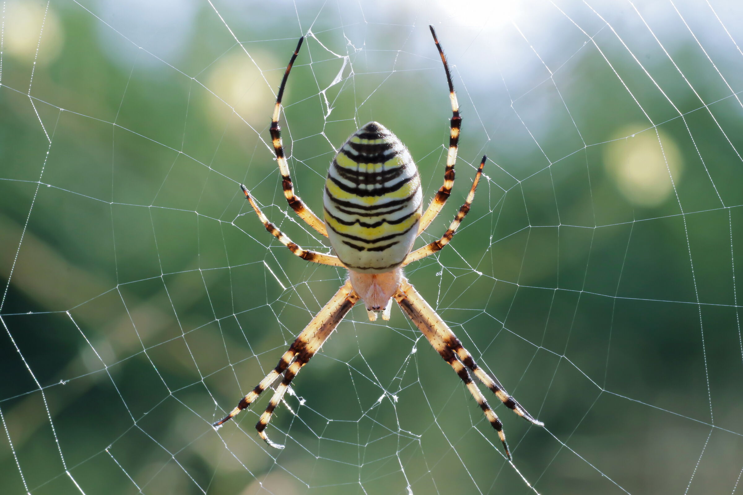 Argiope bruennichi