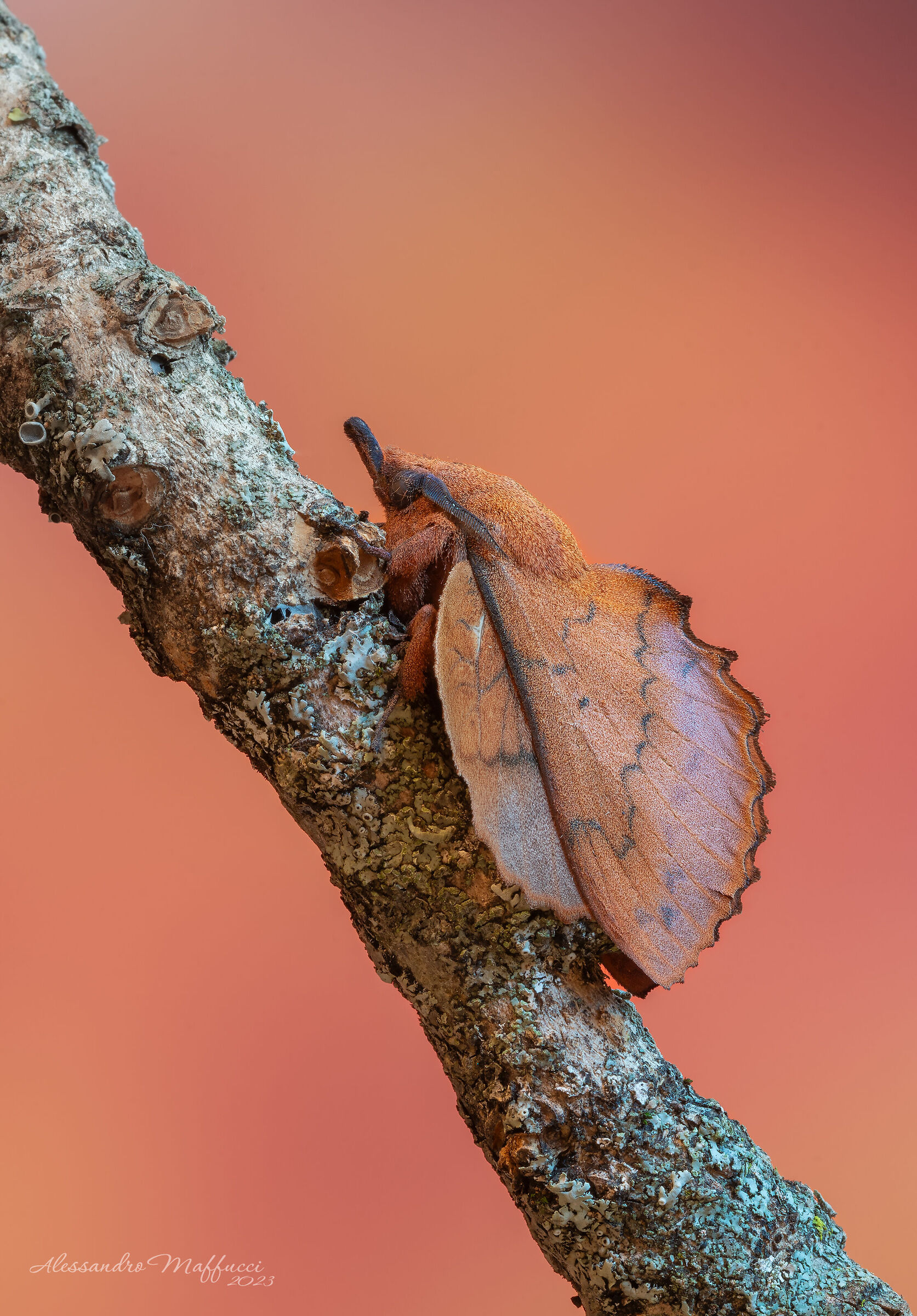 Gastropacha quercifolia 2023