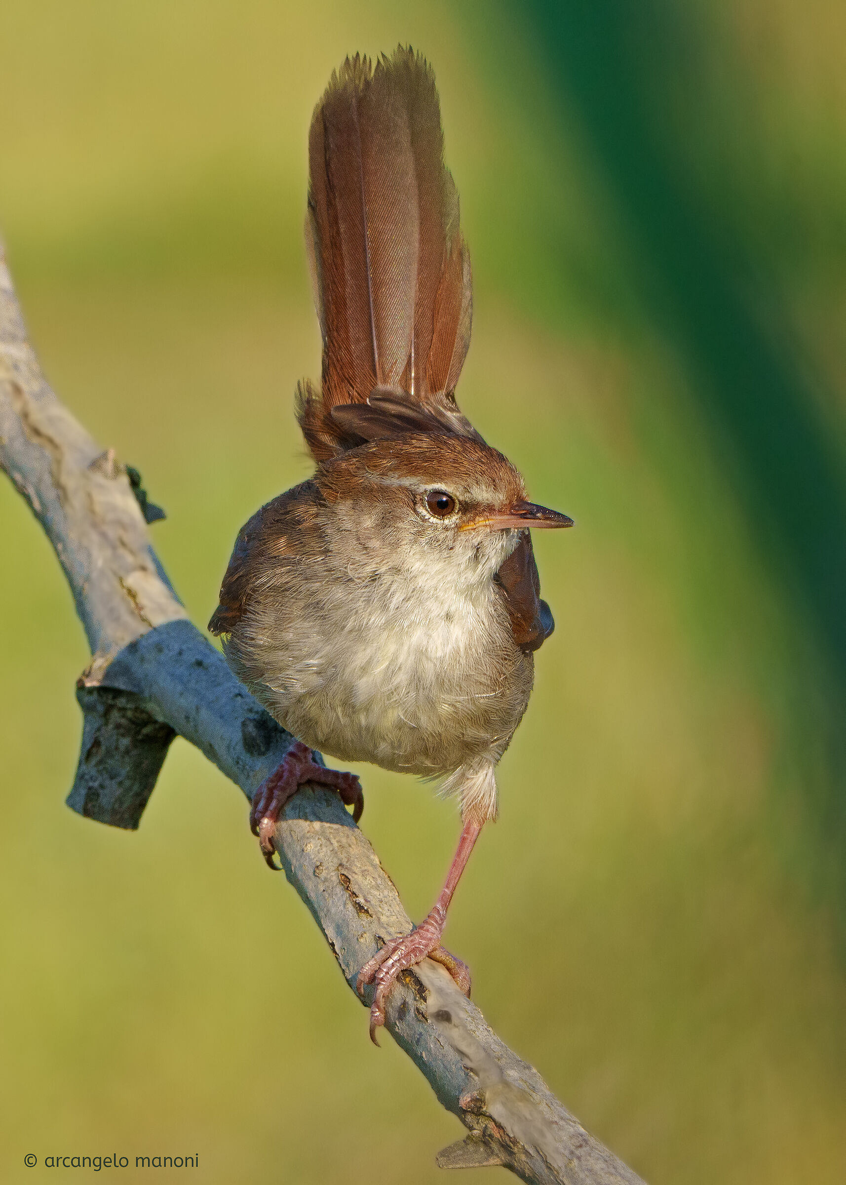 Mr. River Nightingale