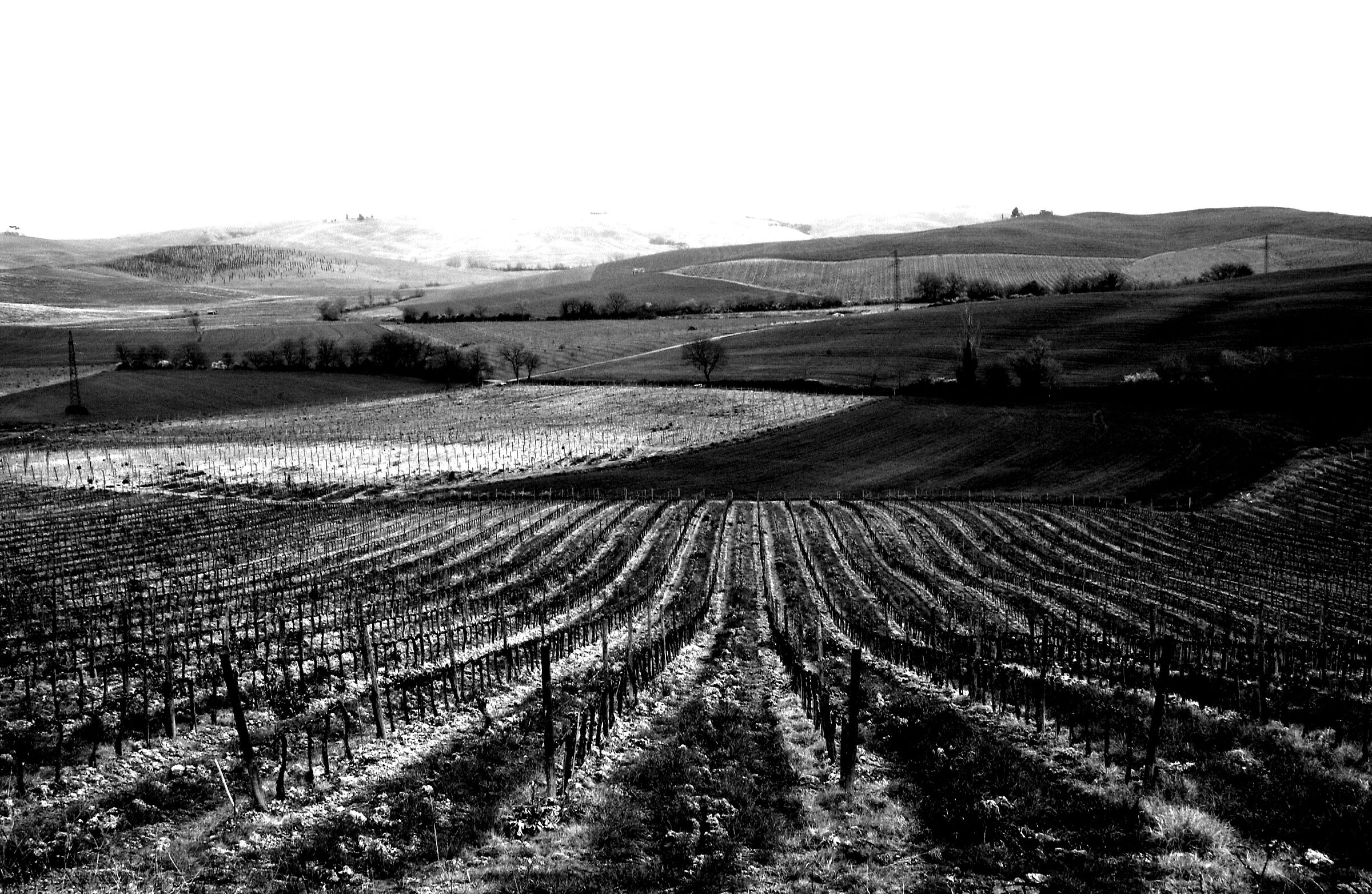 Tuscan vineyards n°1