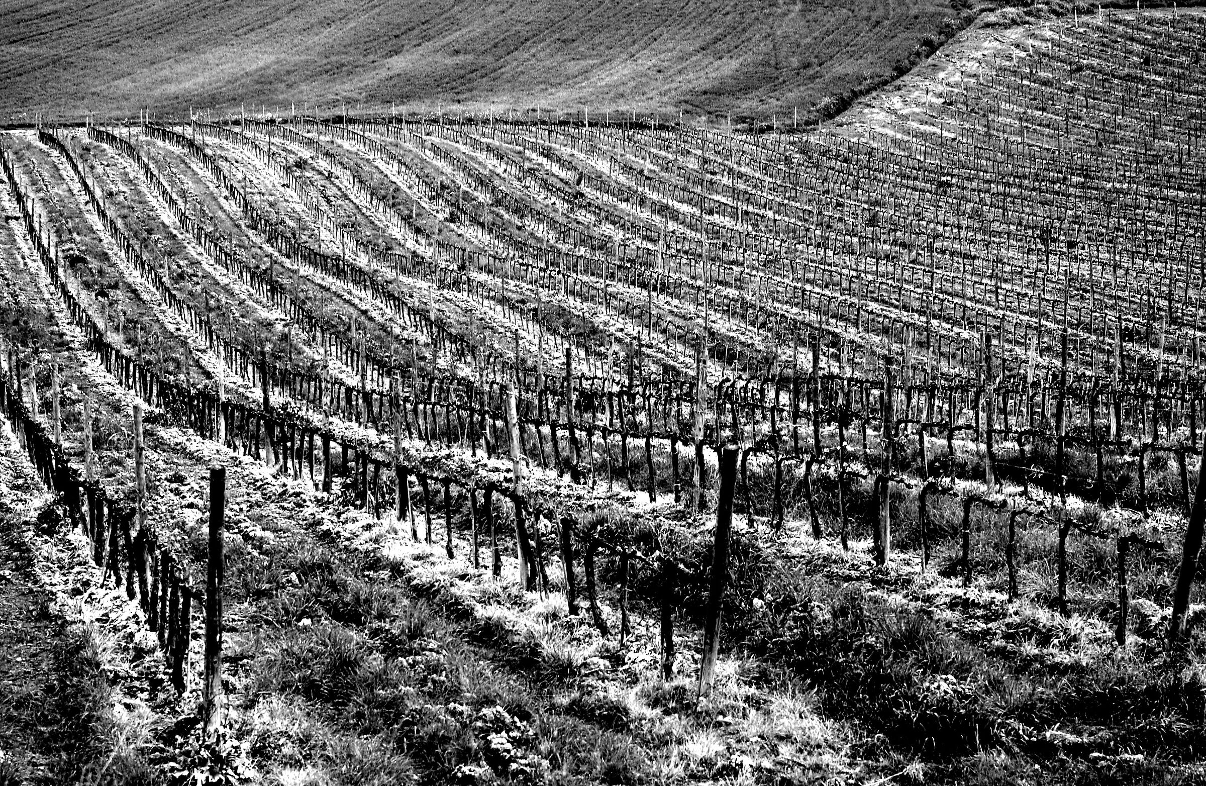 Tuscan vineyards n°2