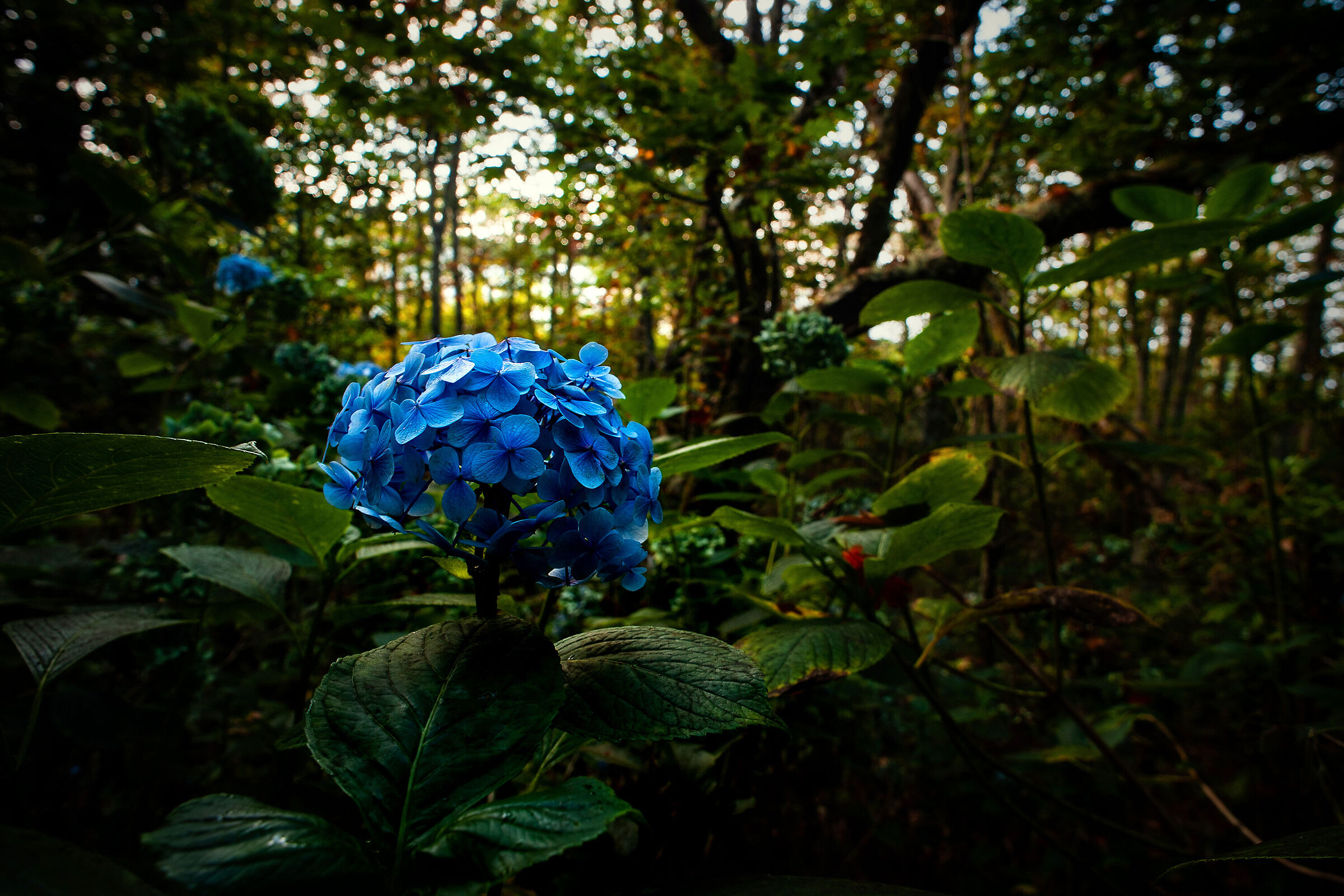 Hydrangea in the Laurisilva Forest, Madeira