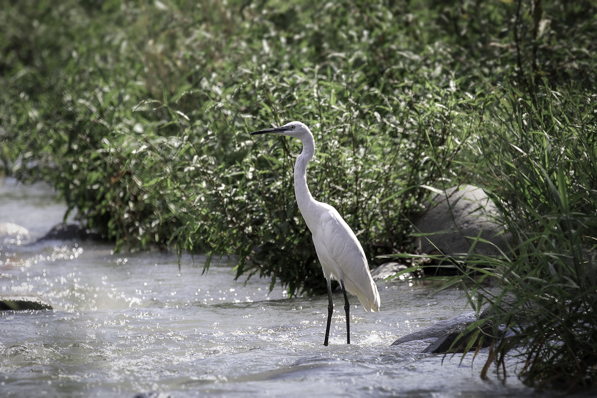 Egret