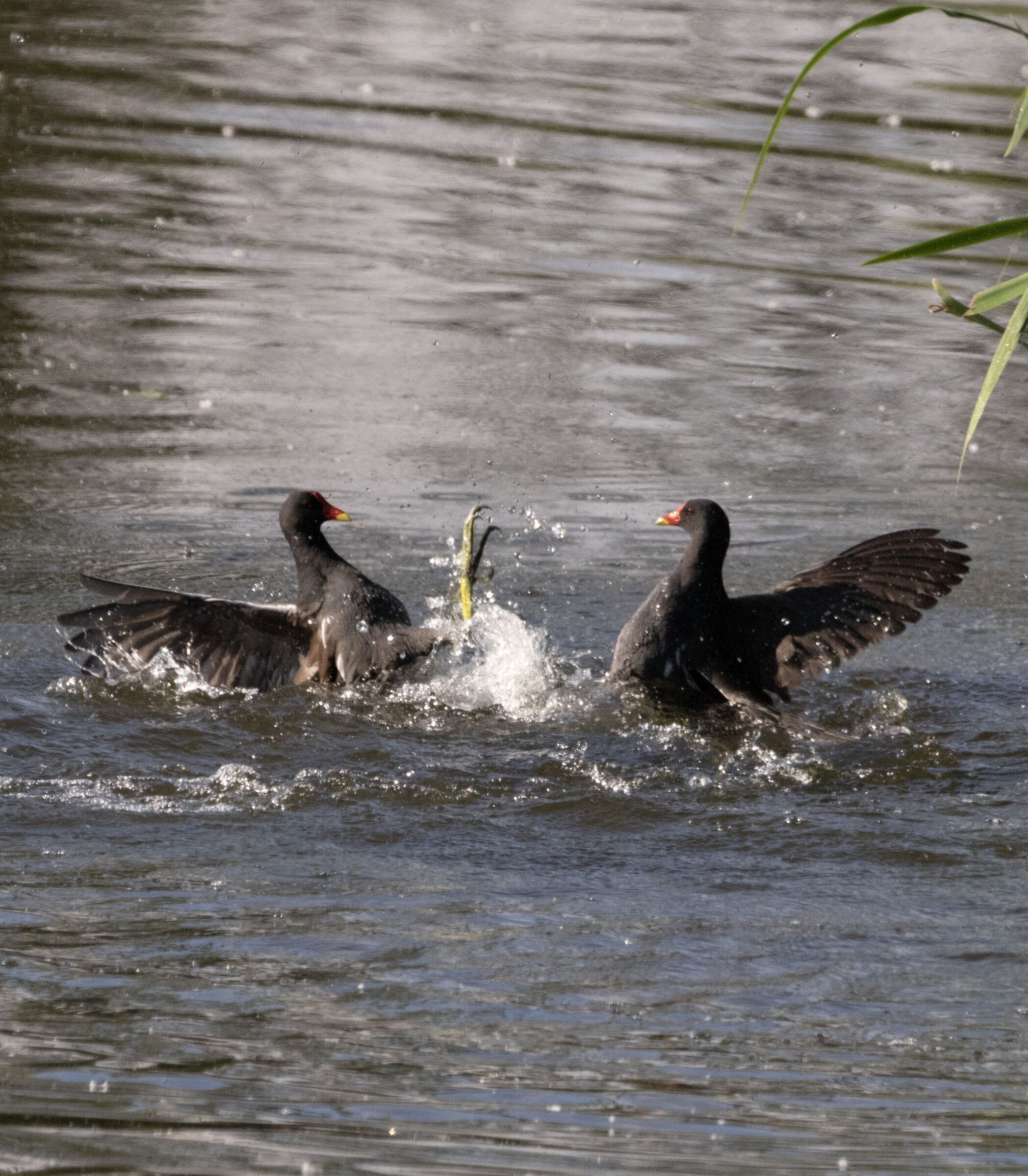 Coots in struggle Oasi Lipu Cesano M. MB 26/05/2023