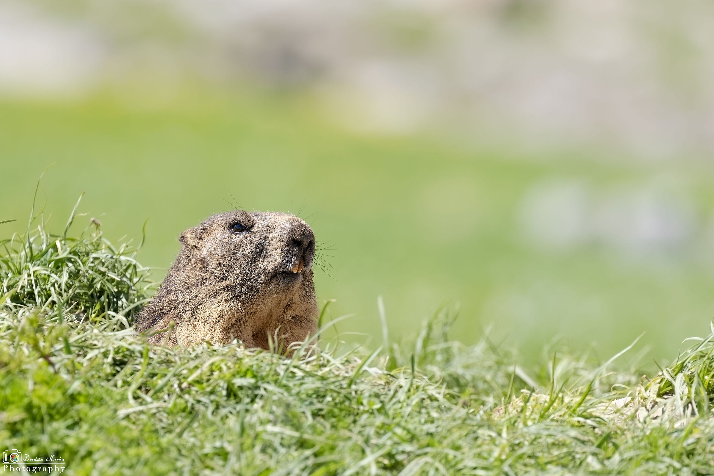Marmotta in osservazione