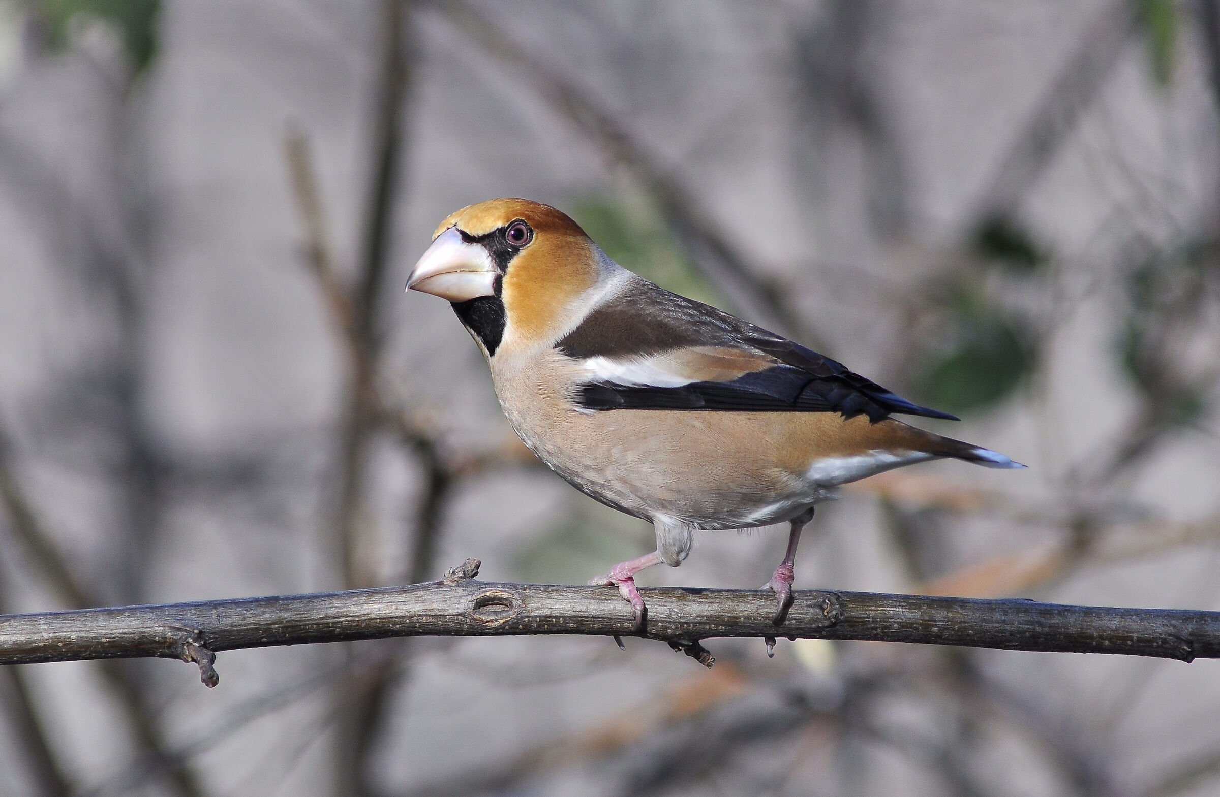 Hawfinch