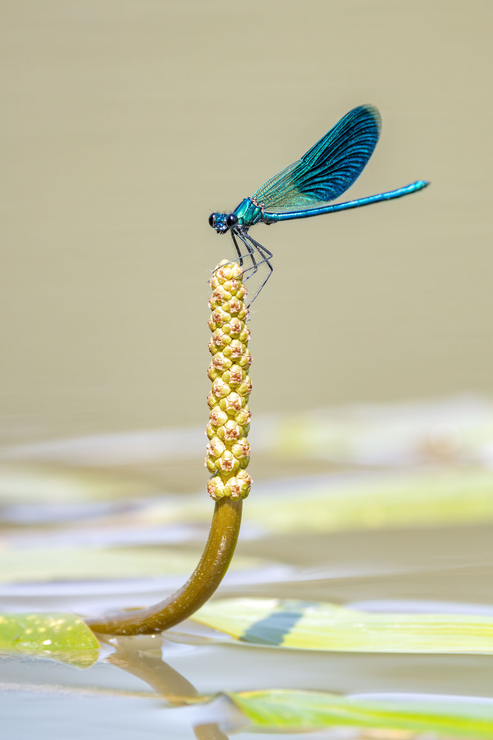 Calopteryx splendens