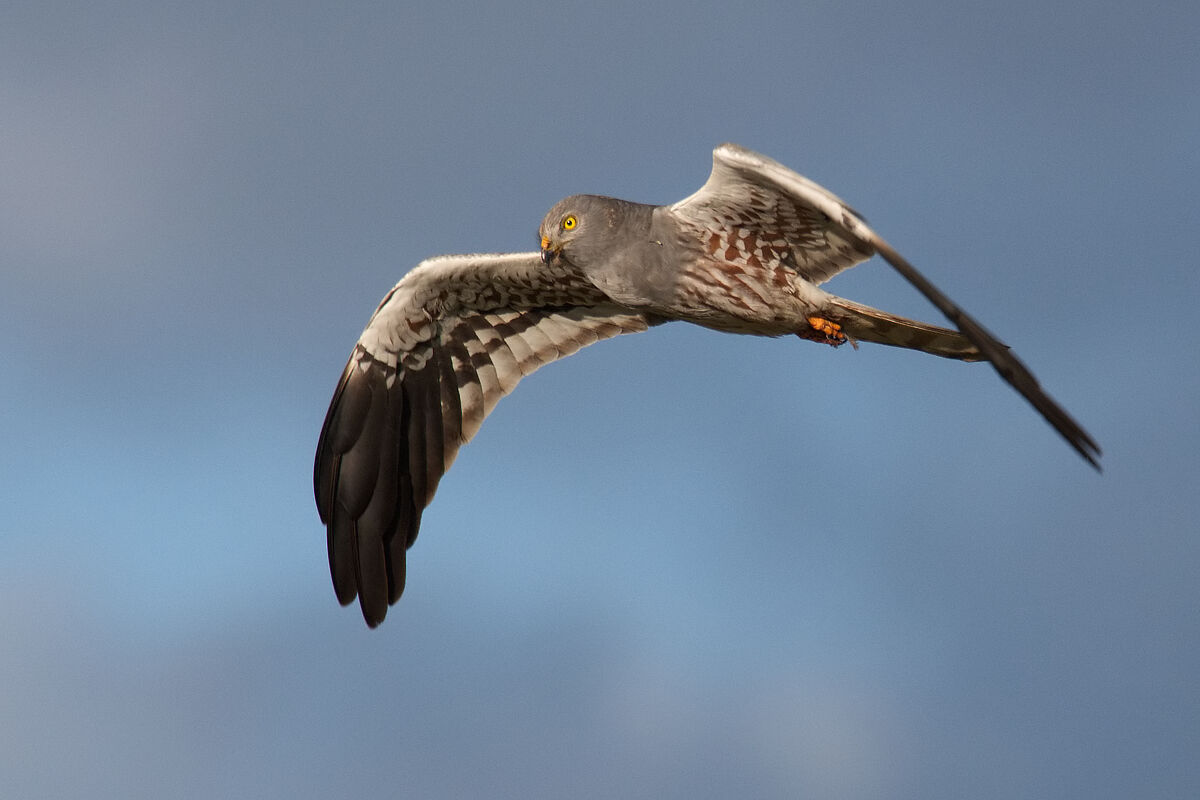 Harrier (male).