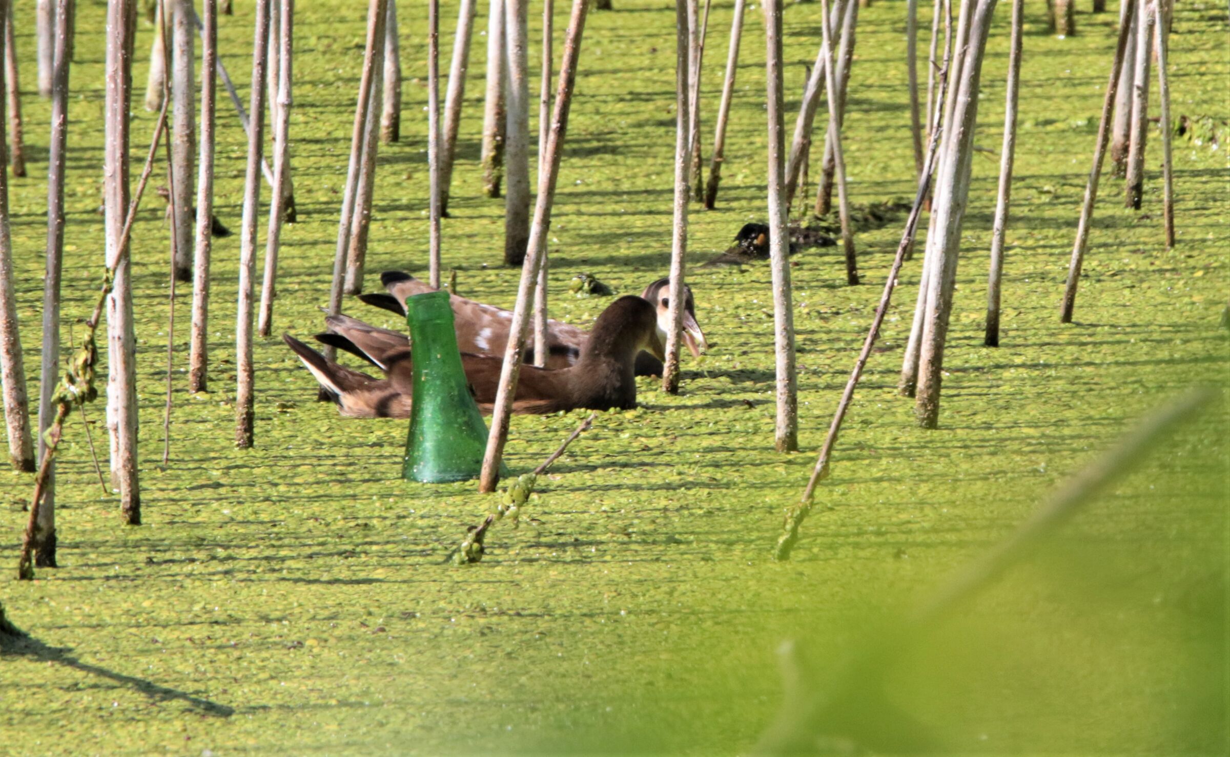 How about an aperitif'