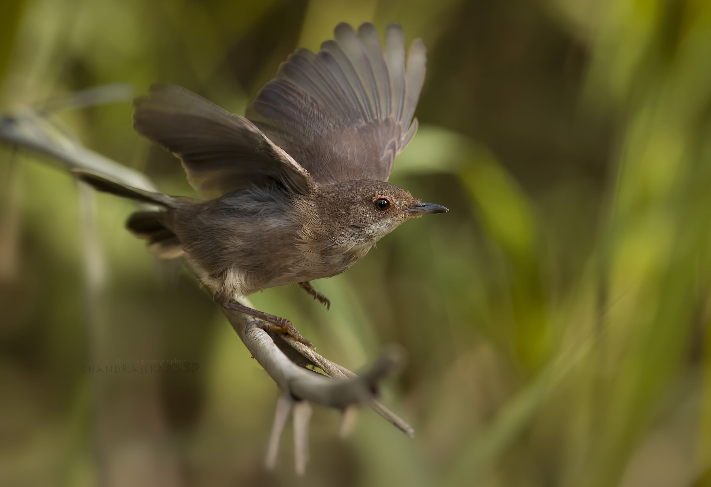 Occhiocotto young people