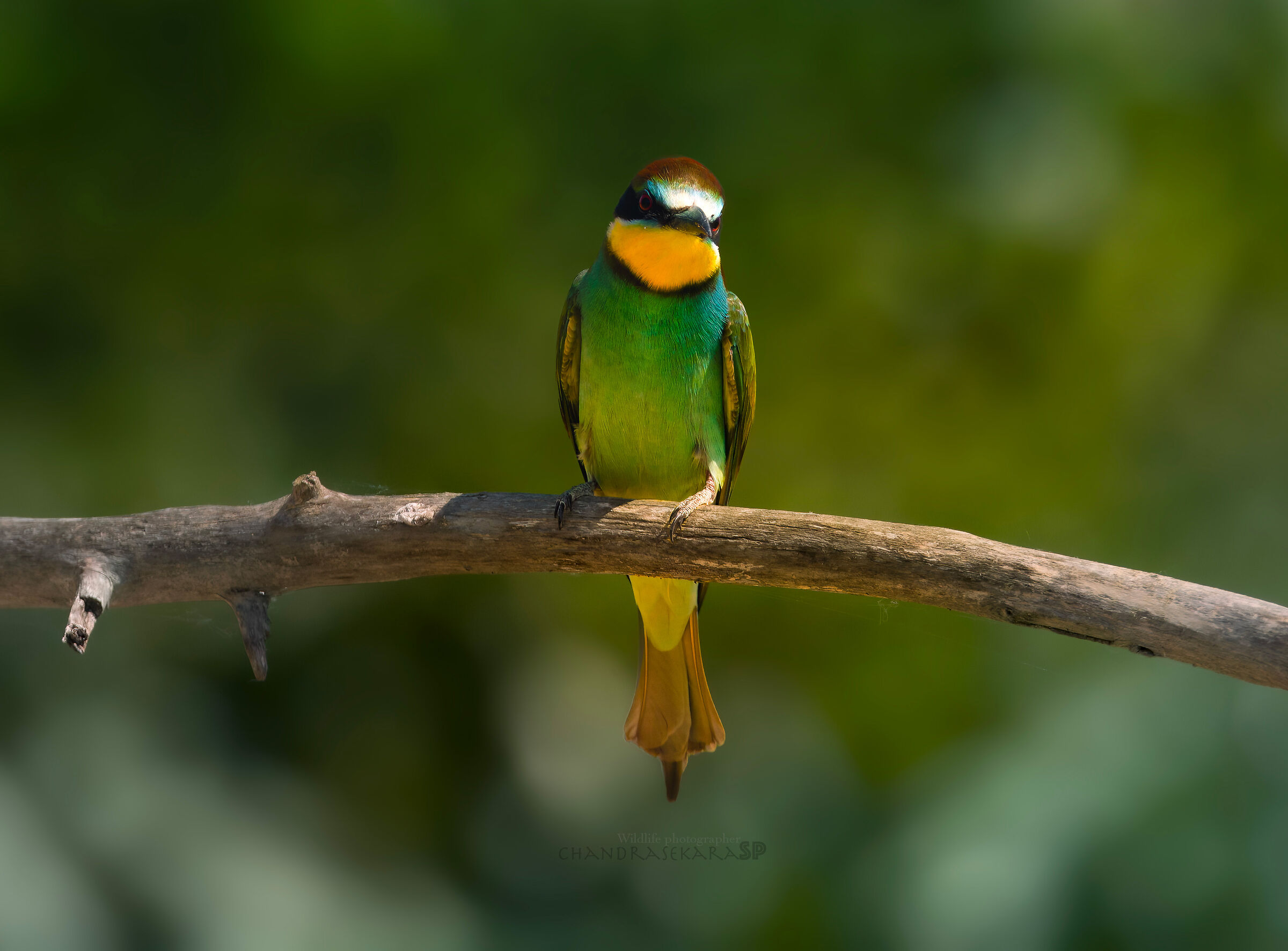 bee-eater