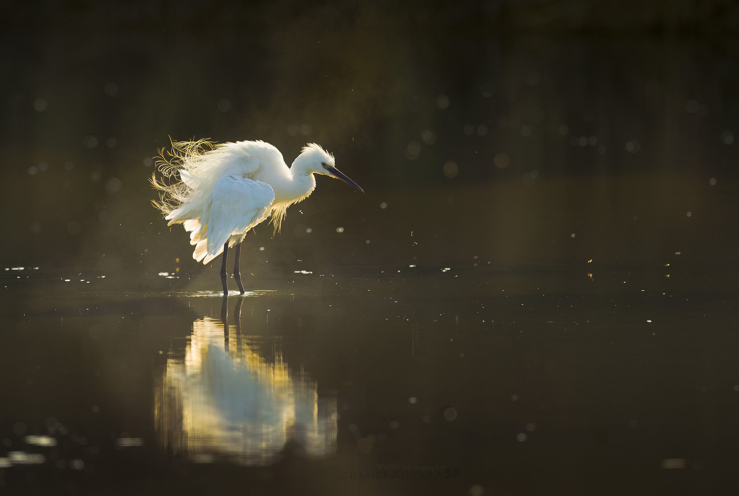 egret