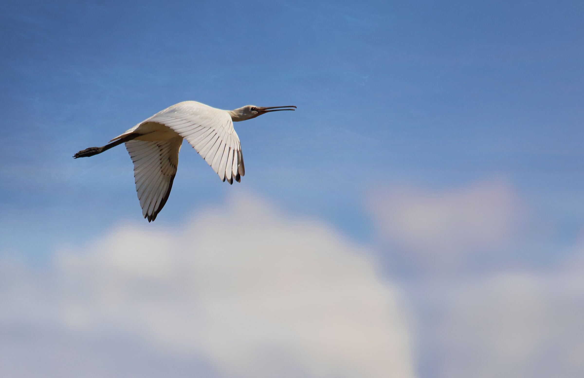 Il volo della spatola