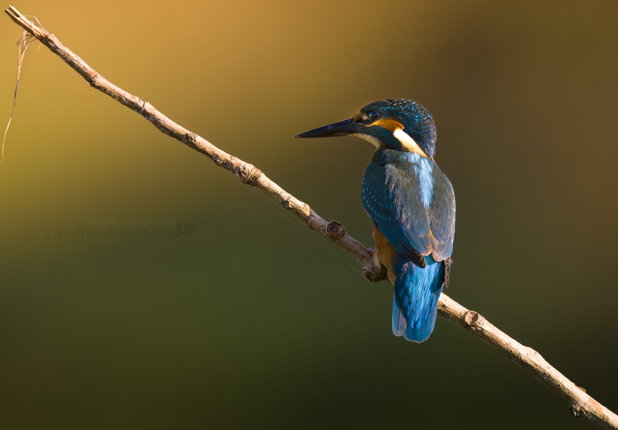 Kingfisher