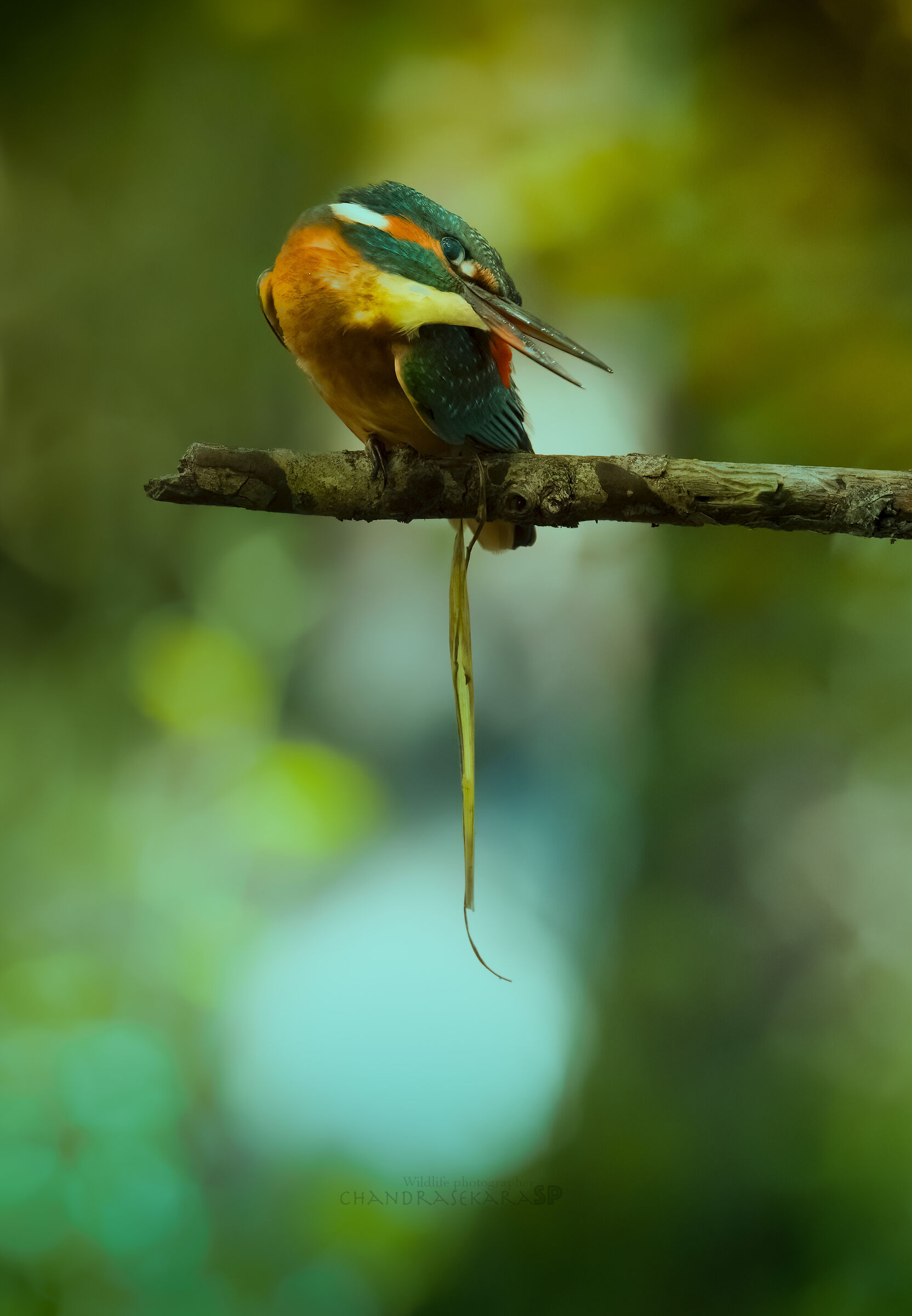 Kingfisher
