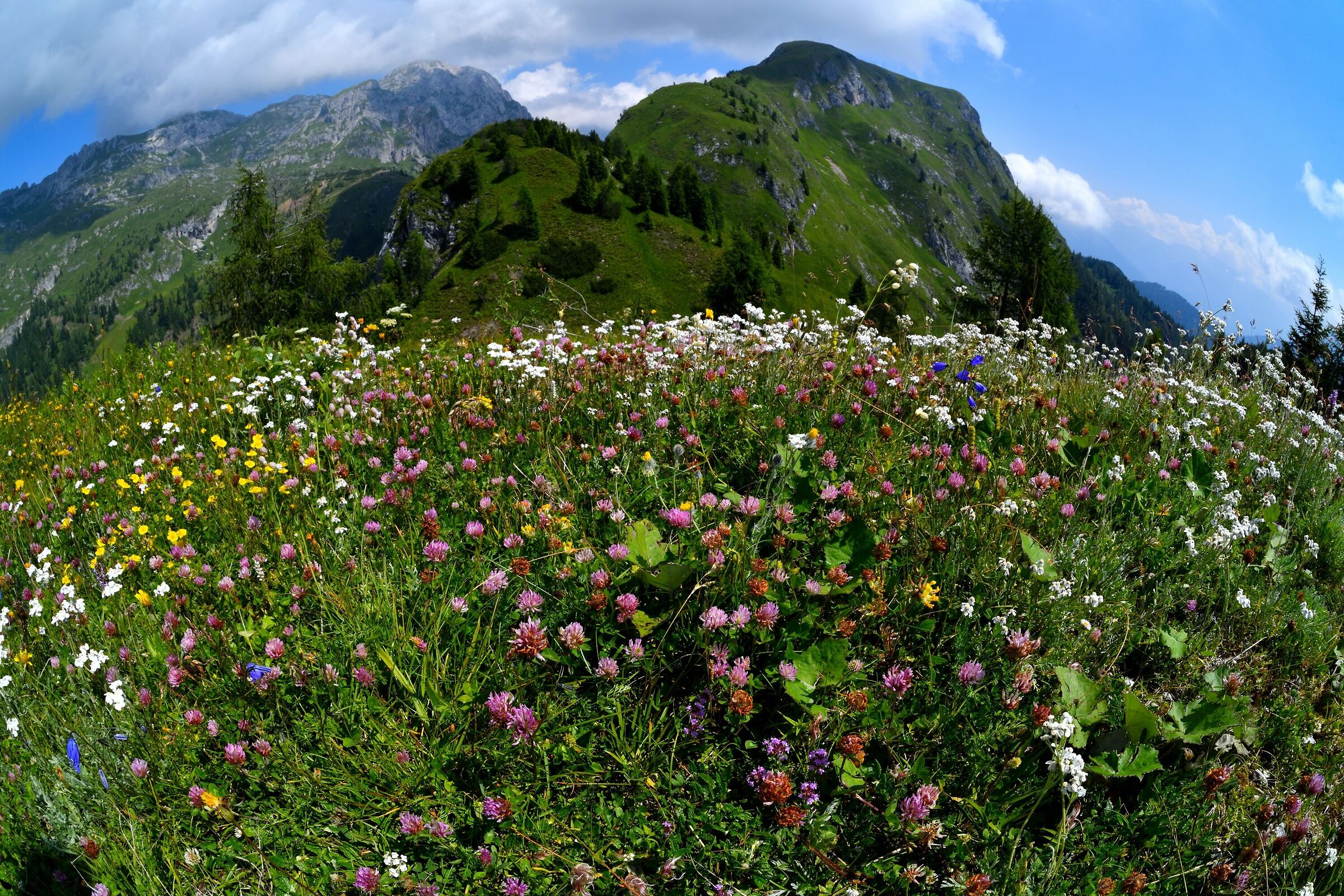 fioritura in quota...