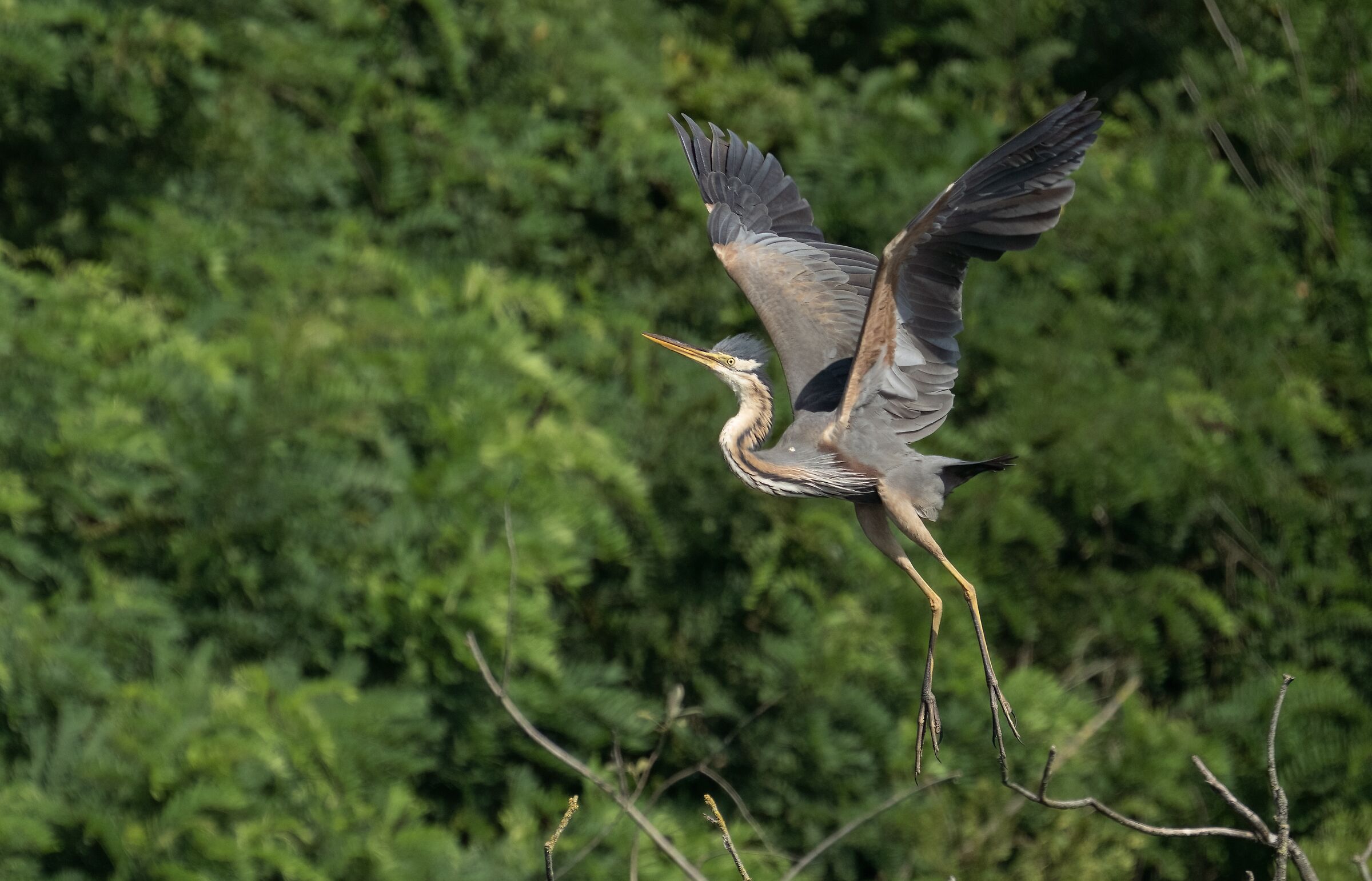 Purple heron