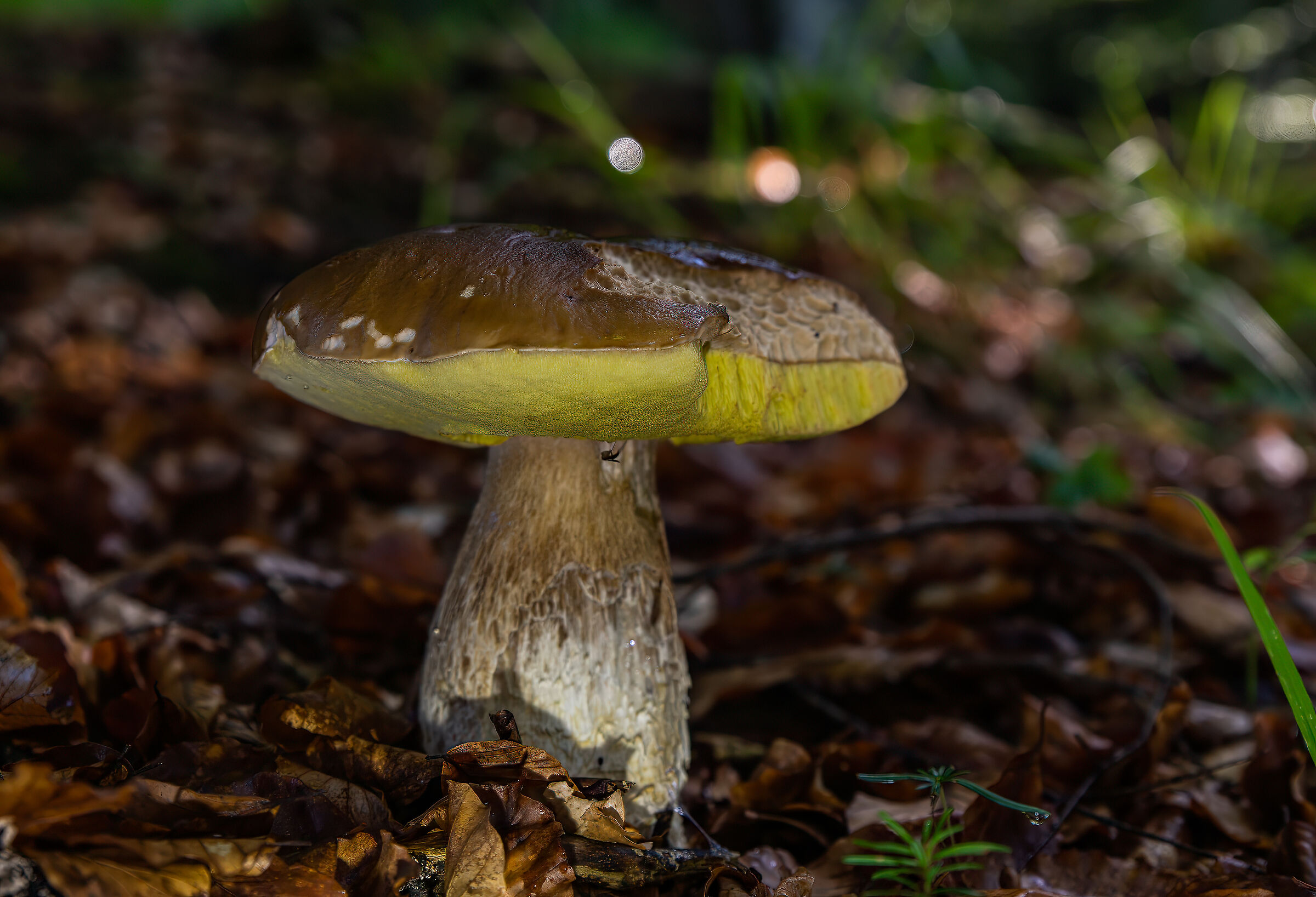 A nice porcini mushroom, already eaten