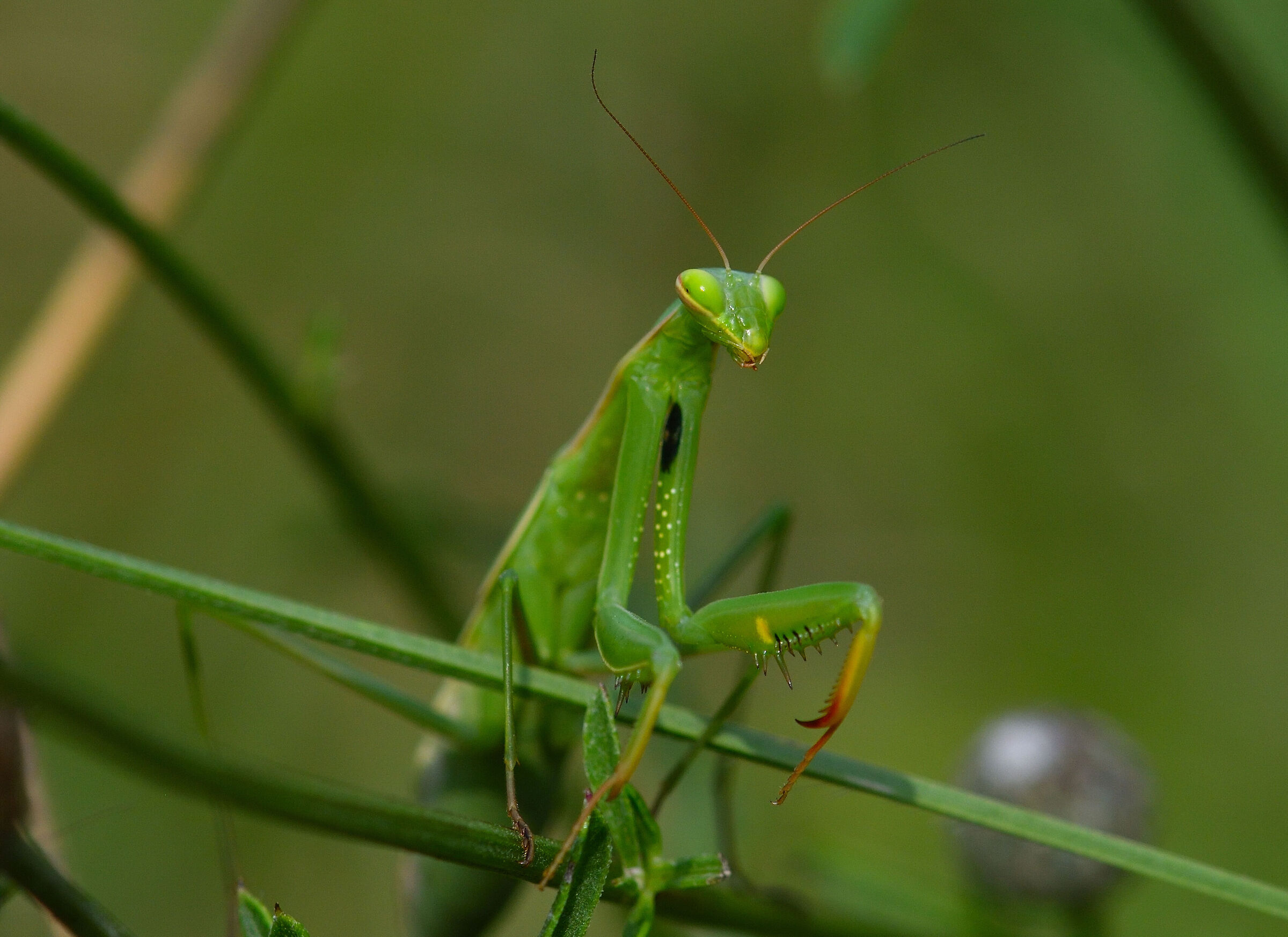 aspettando il consorte..