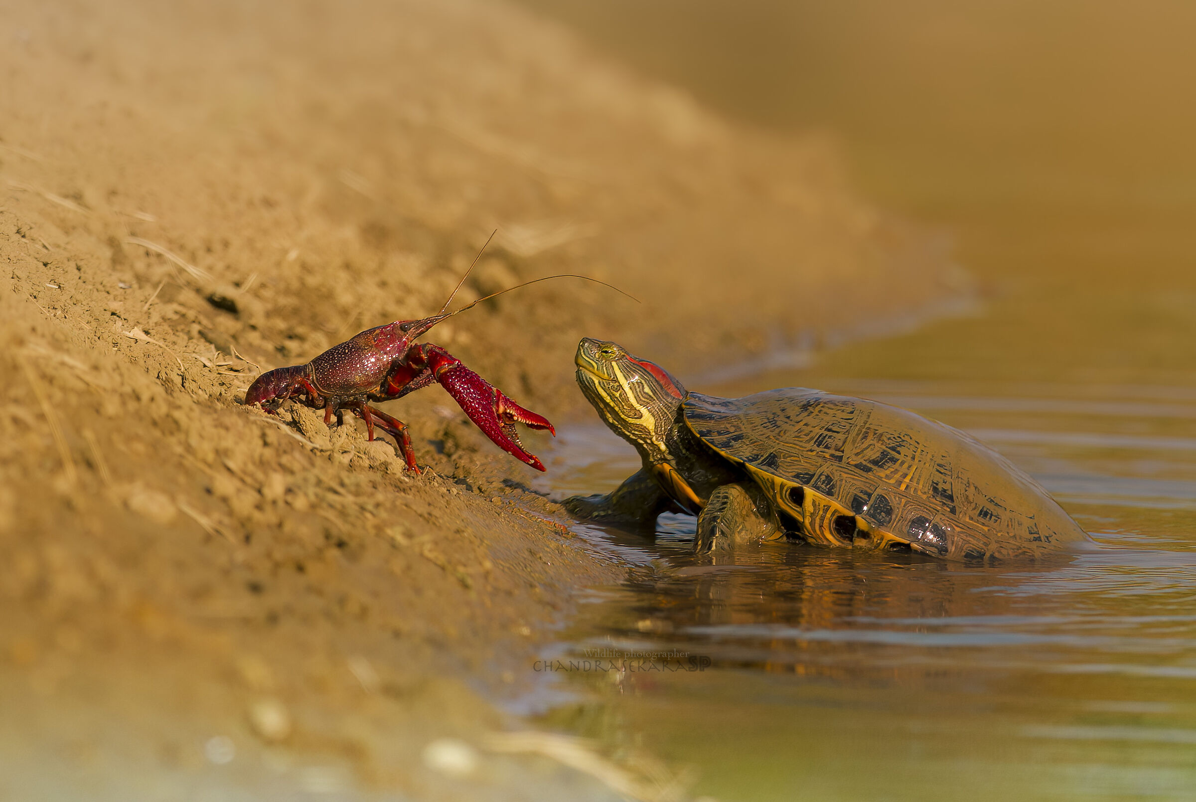 Red shrimp with turtle