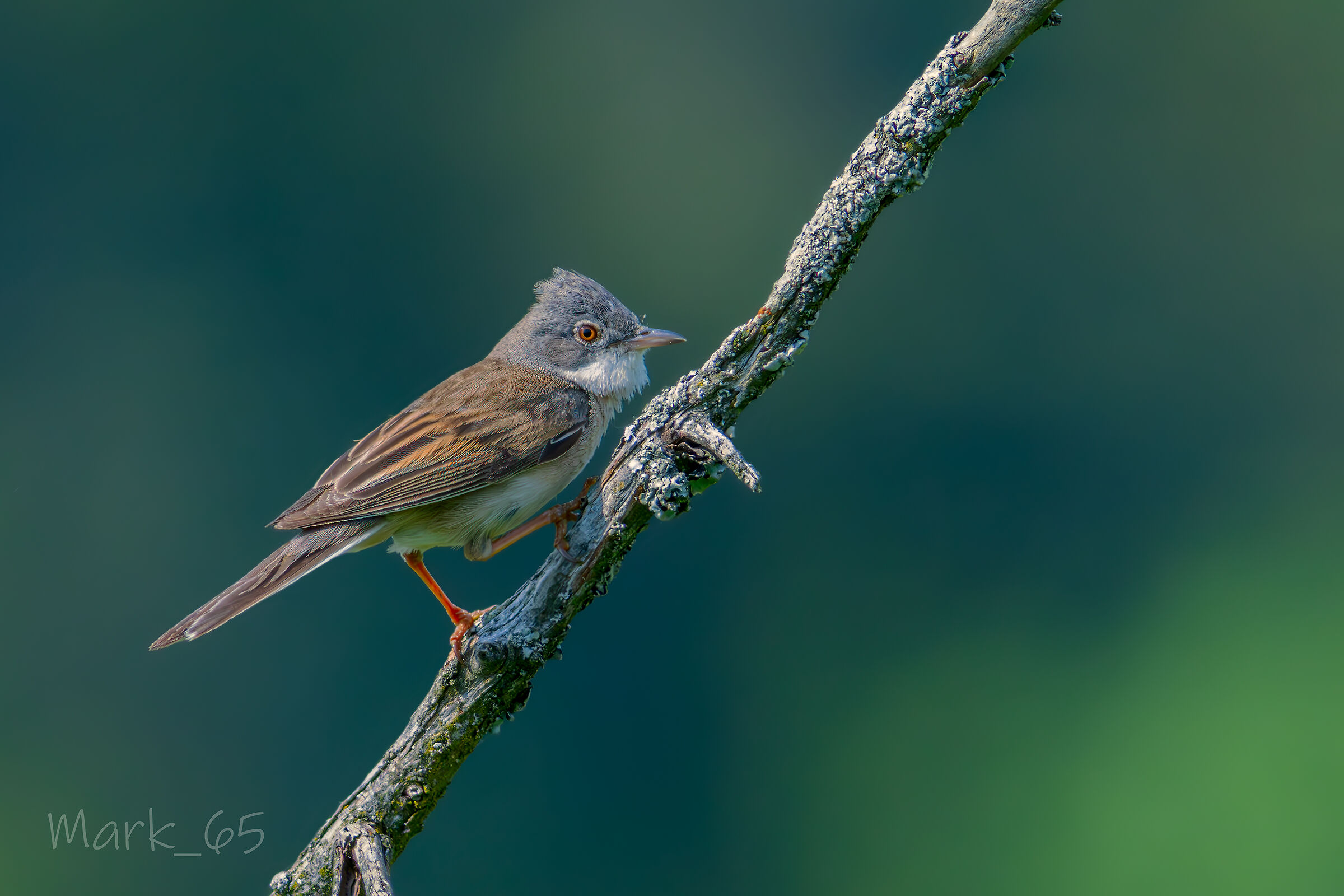 whitethroat