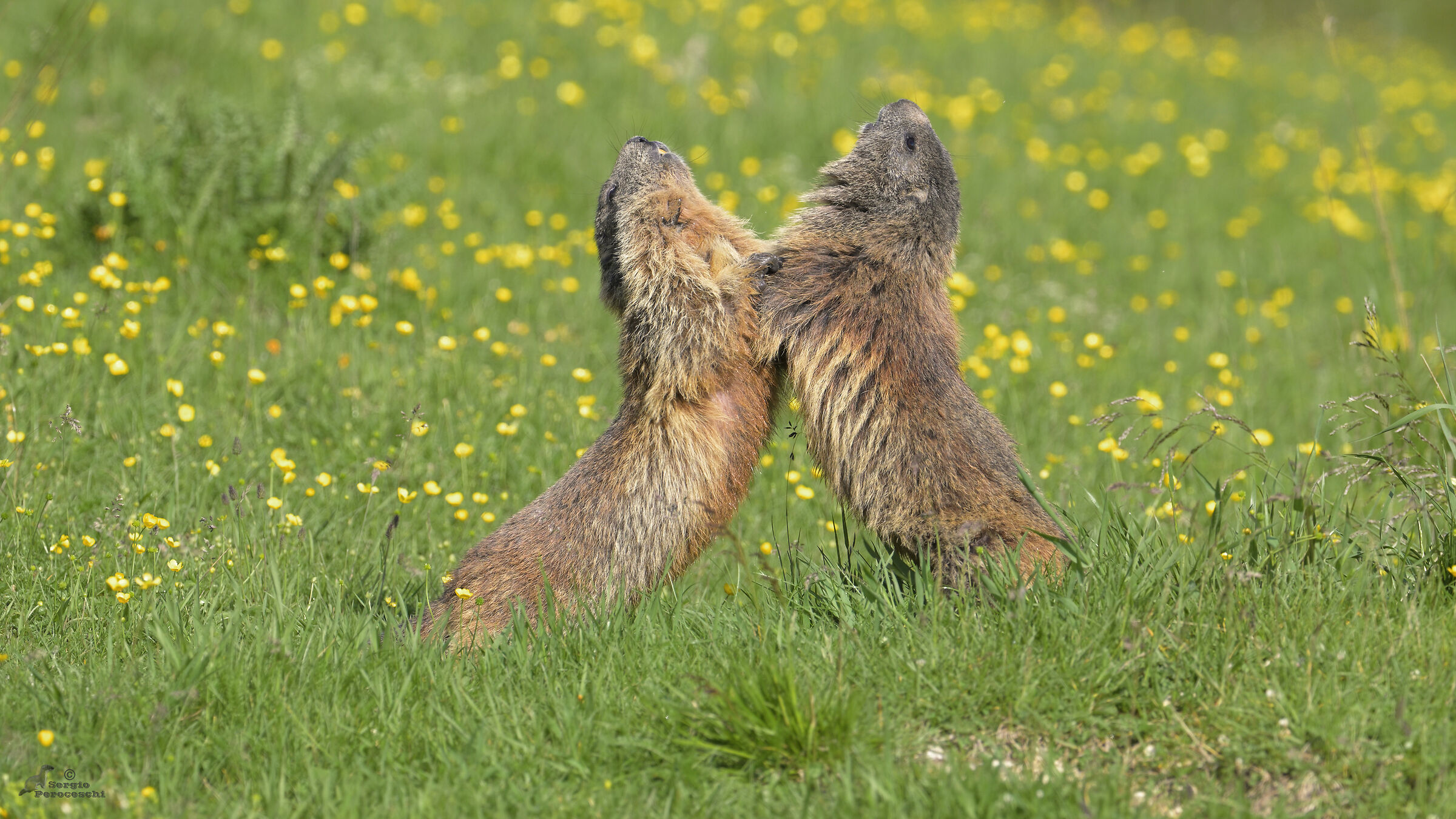 Passionate tango in a flowery meadow :-)