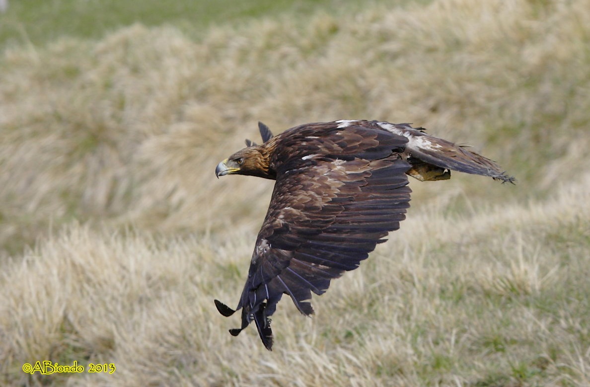 1 Golden Eagle (Ligurian Alps)