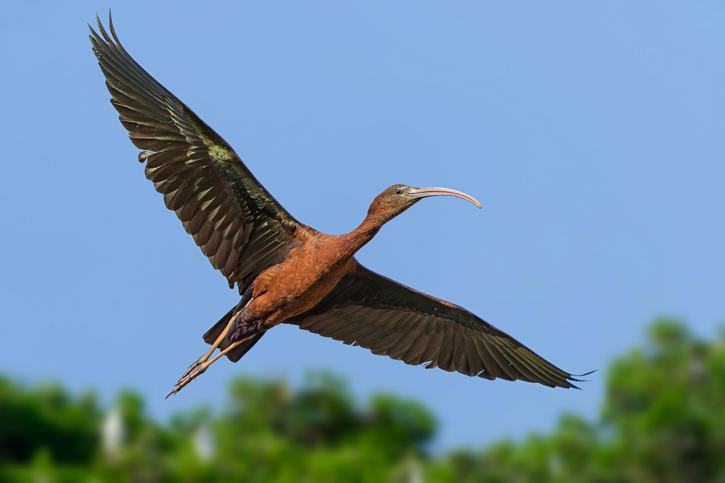 Glossy ibis