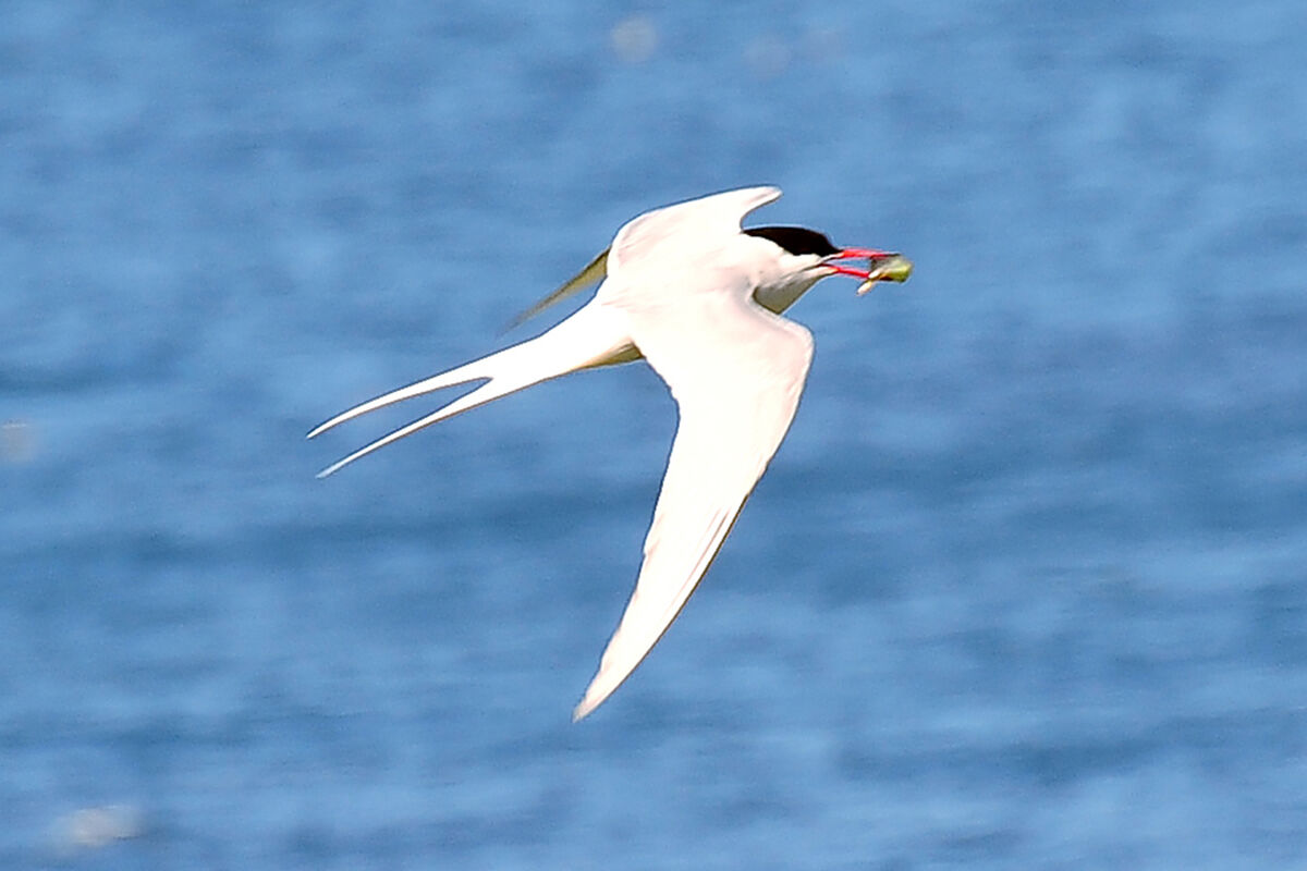 Arctic tern with prey