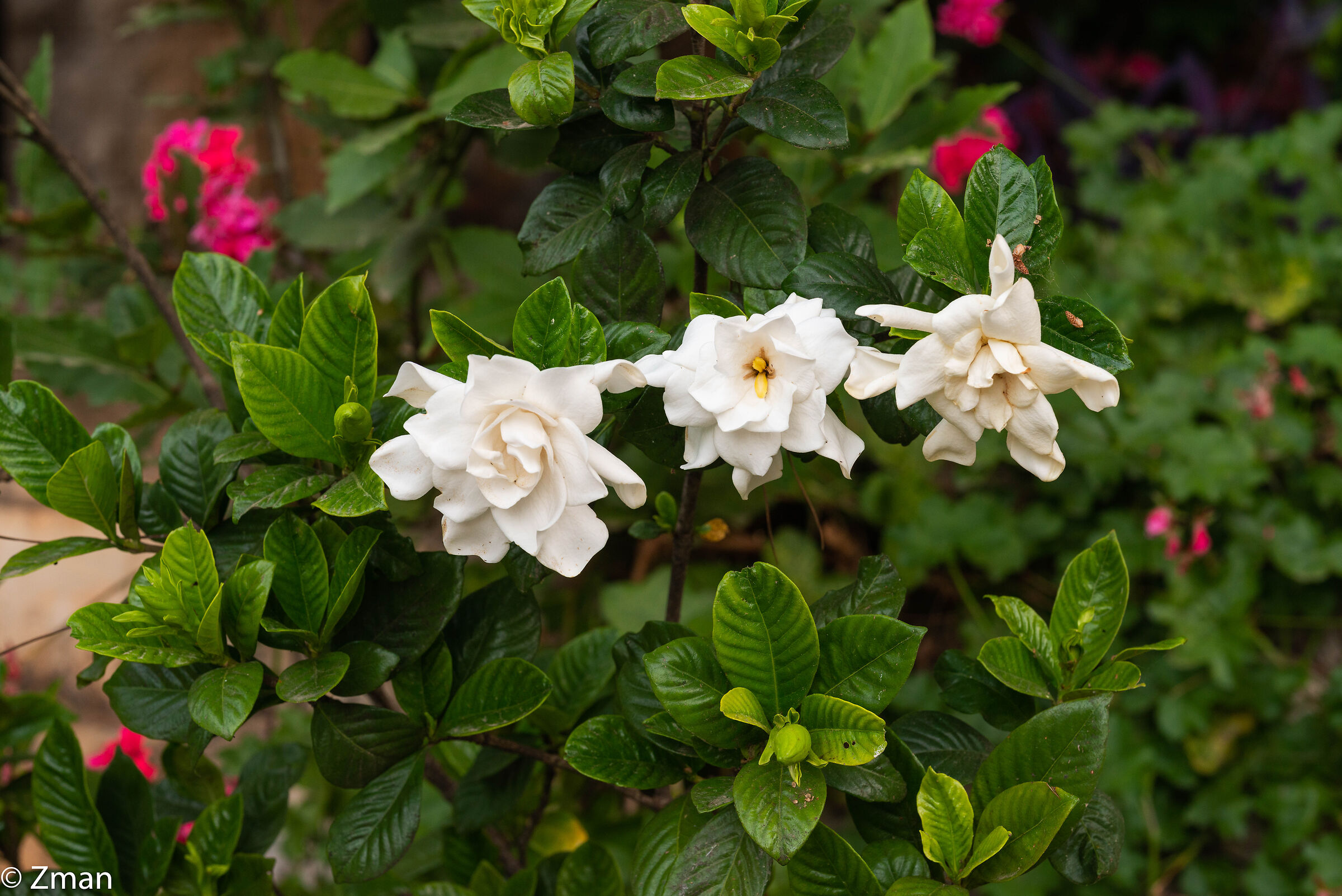 Fiori di Gardenia