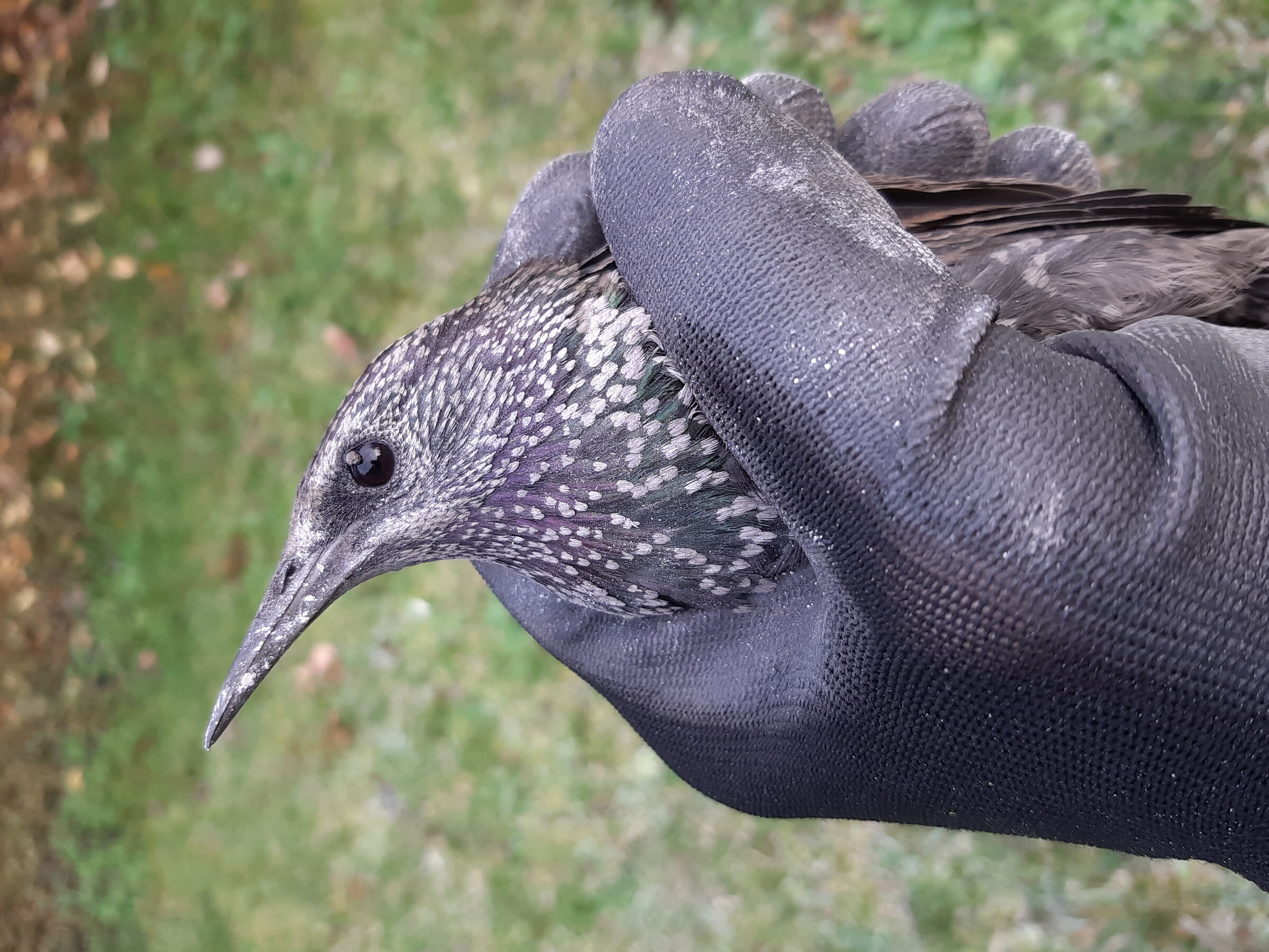 ...uno storno nel camino!