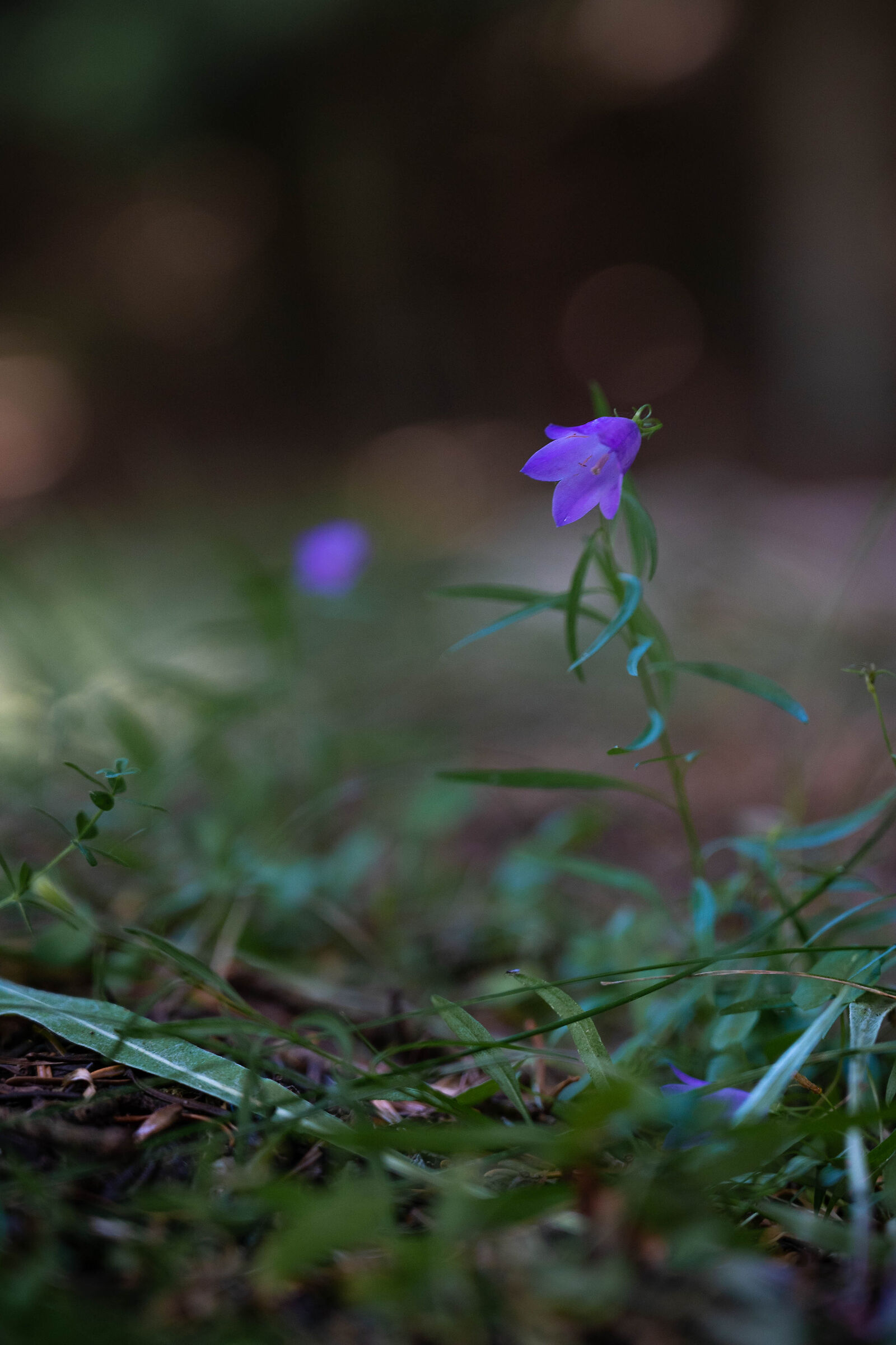 Campanula selvatica
