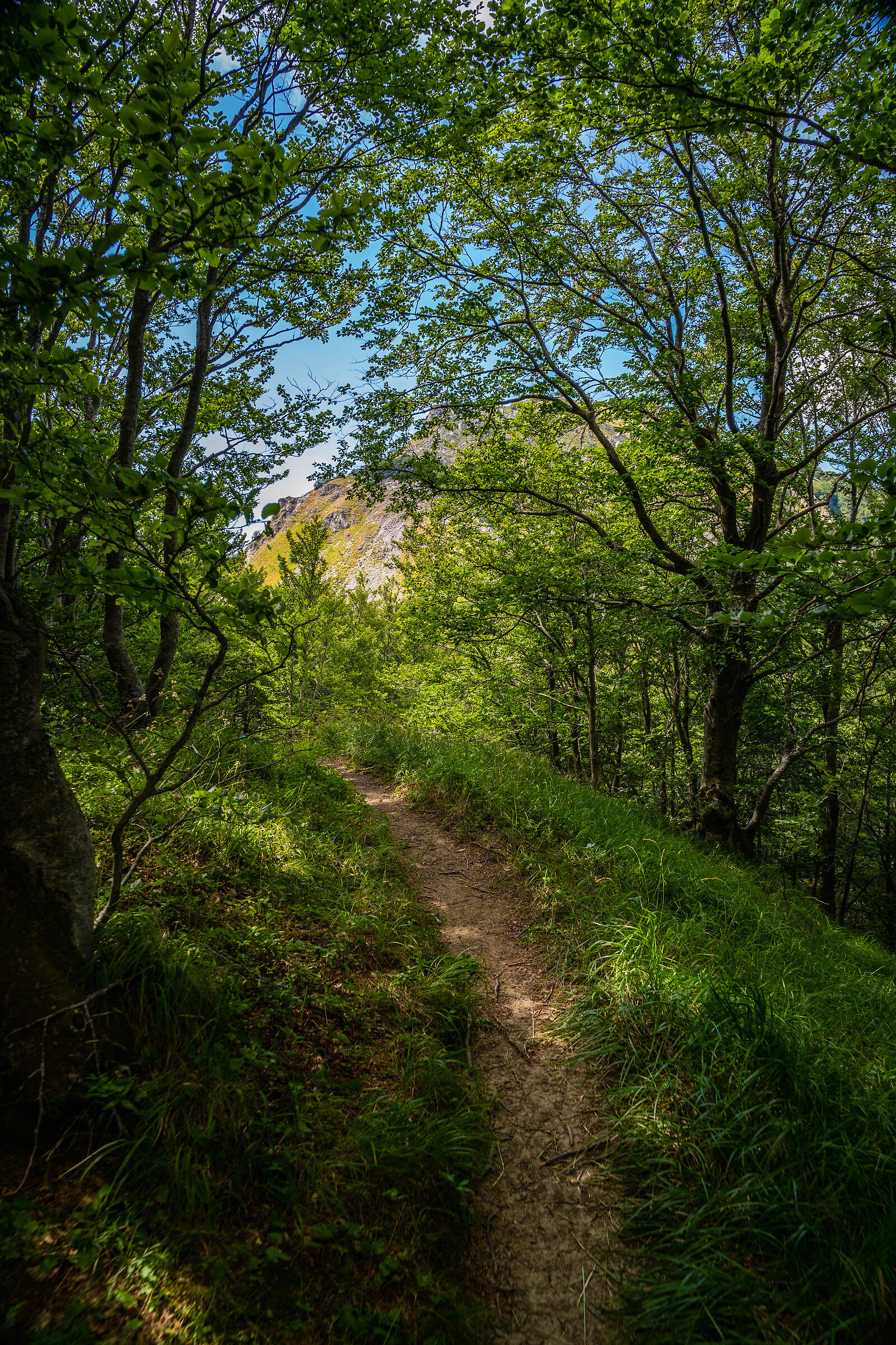 Scorcio del sentiero di fiabe