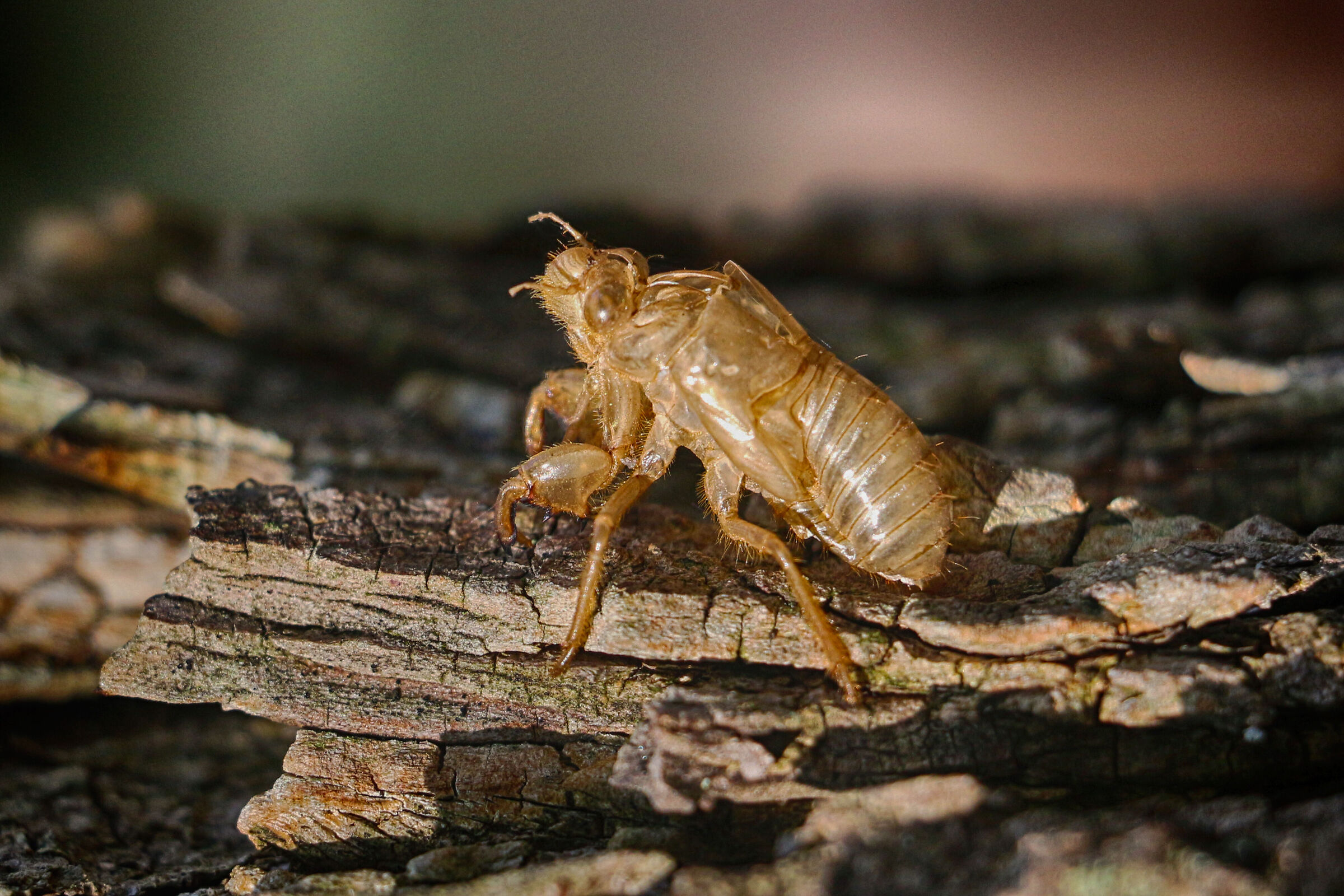 Cicada Orni (larva)