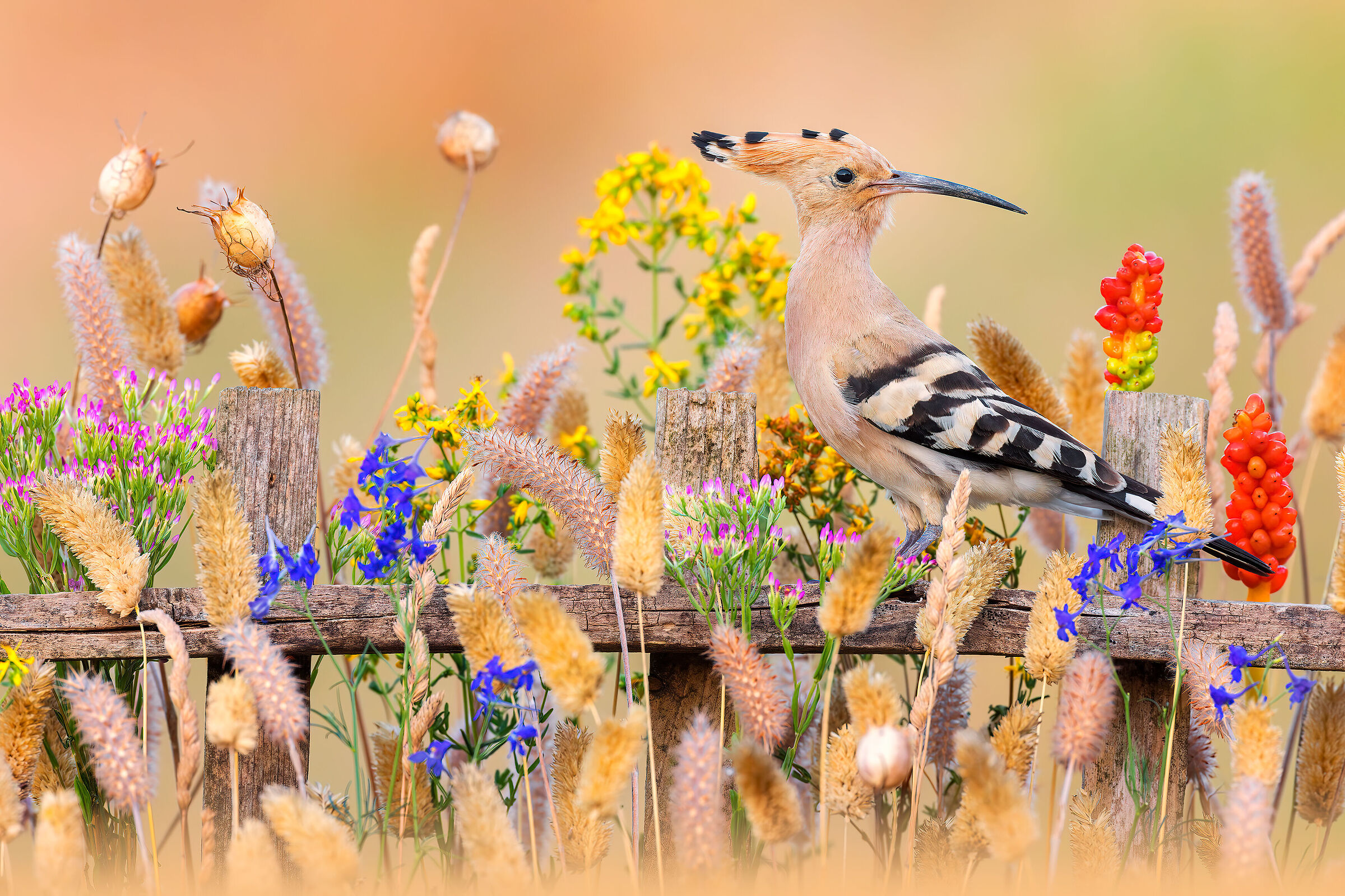 Hoopoe