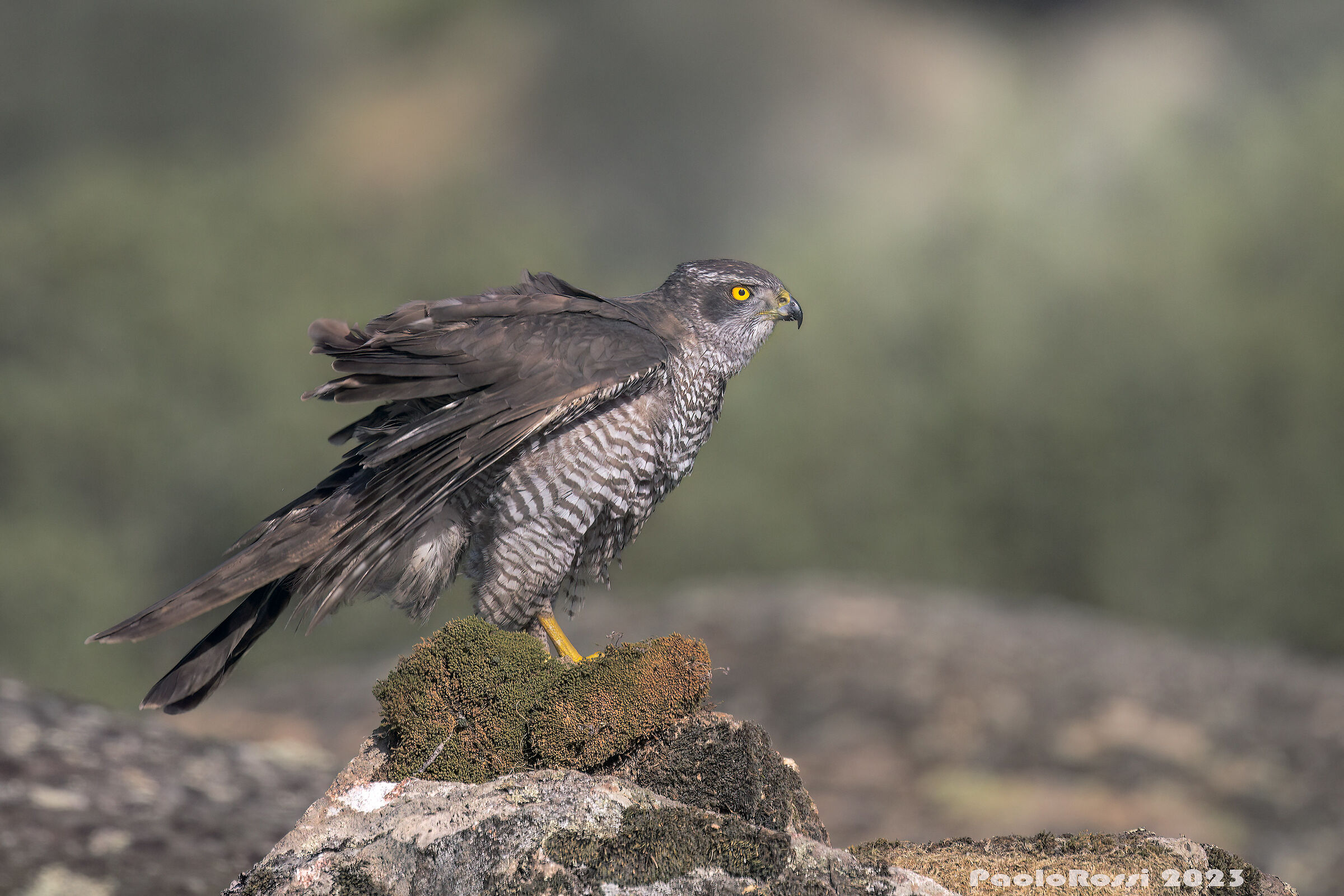Goshawk...