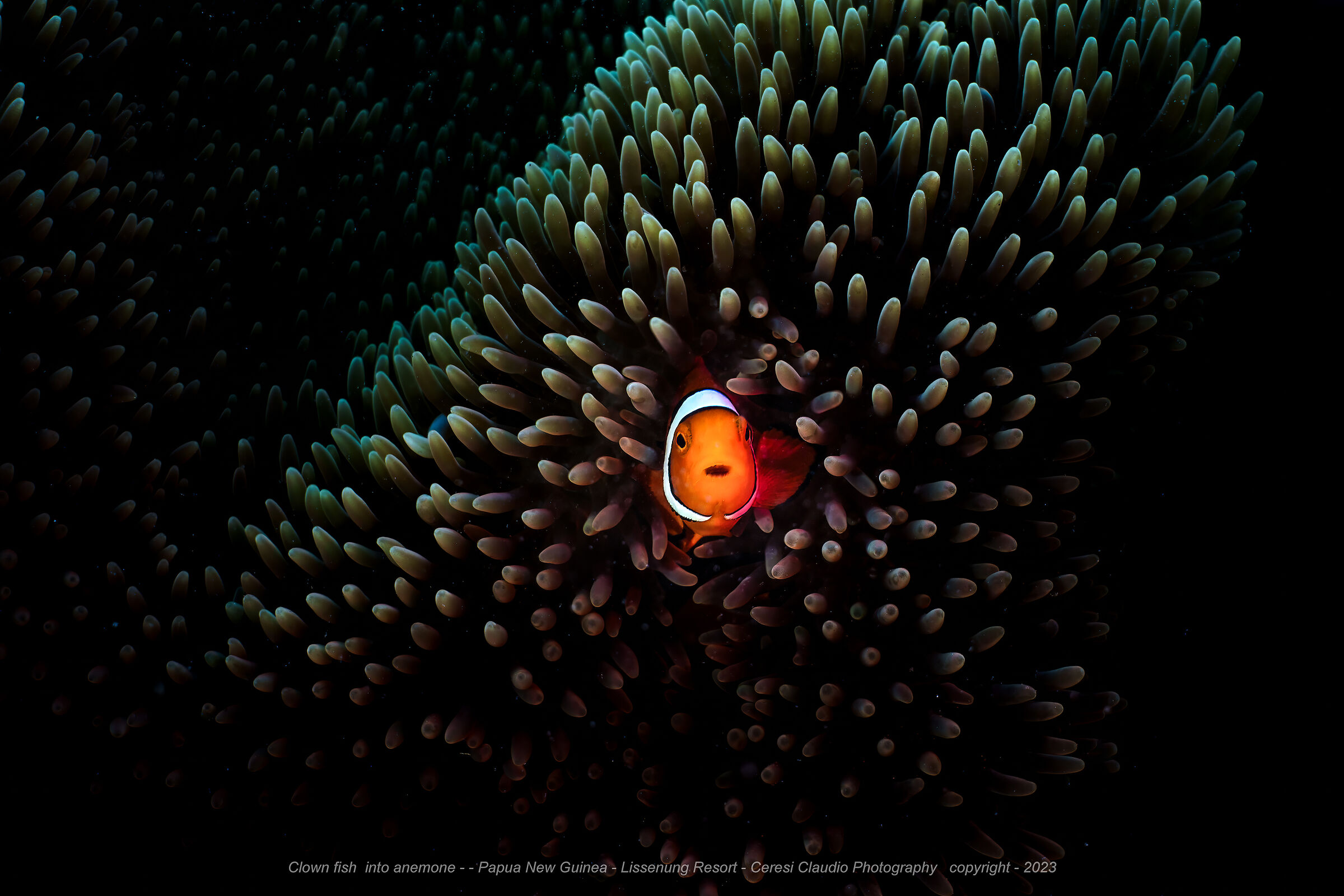 clownfish over the anemone  Papua New Guinea
