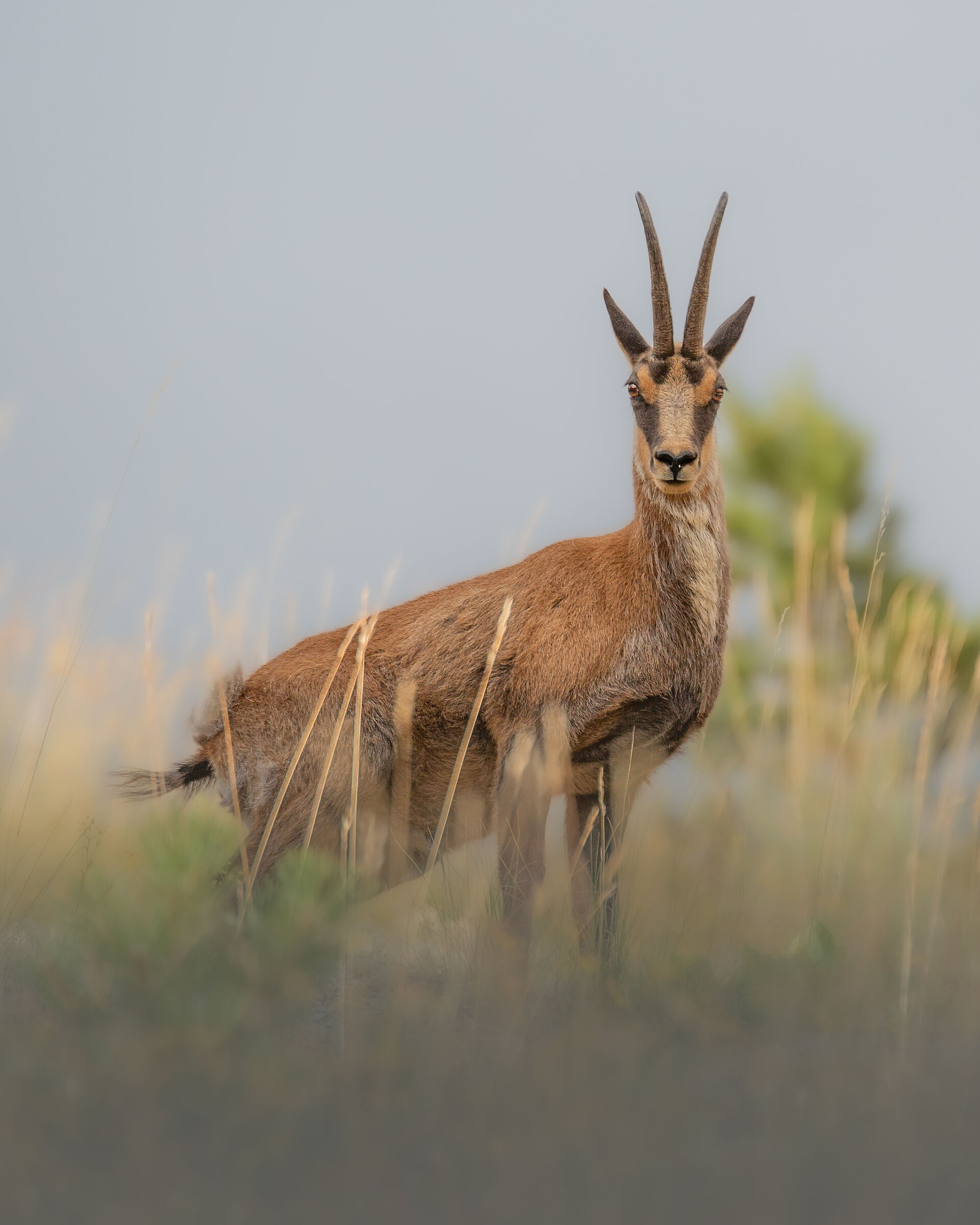 Quando hai solo il 70-200