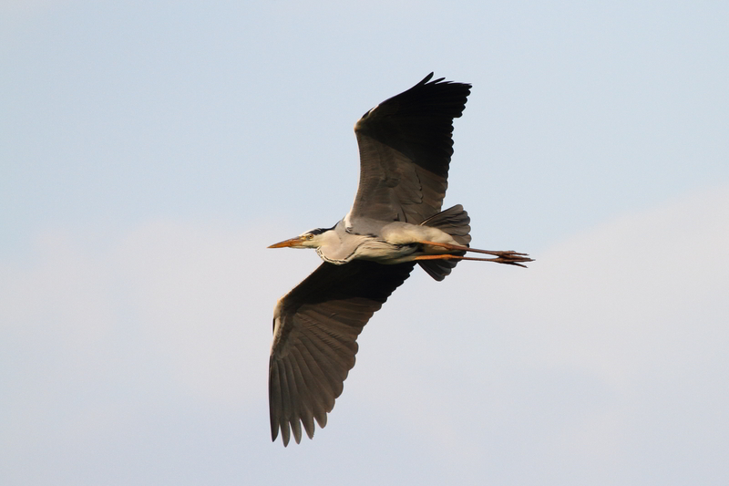 Grey Heron