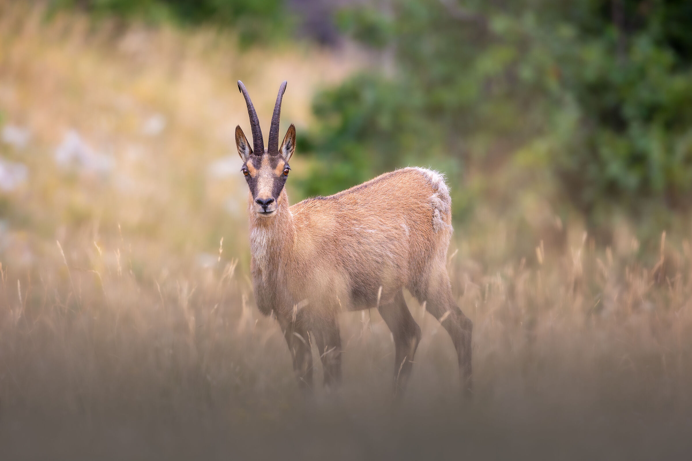 Camoscio Appenninico