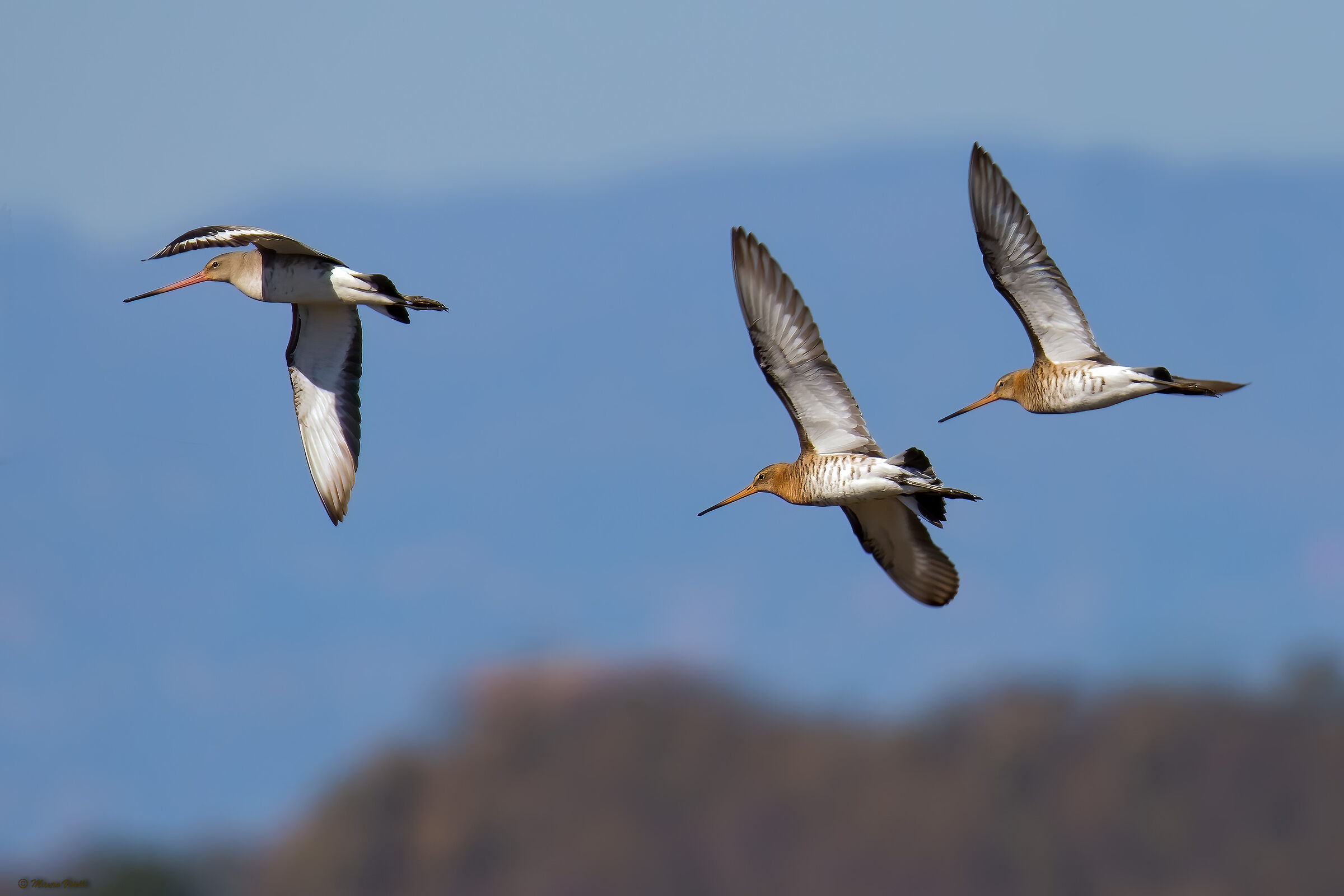 Royal Pittima (Limosa limosa)
