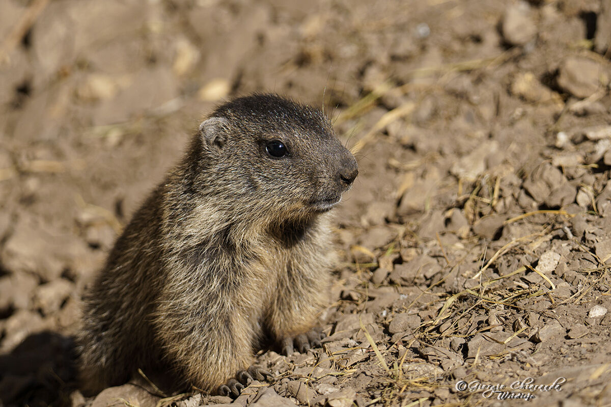 Young marmot