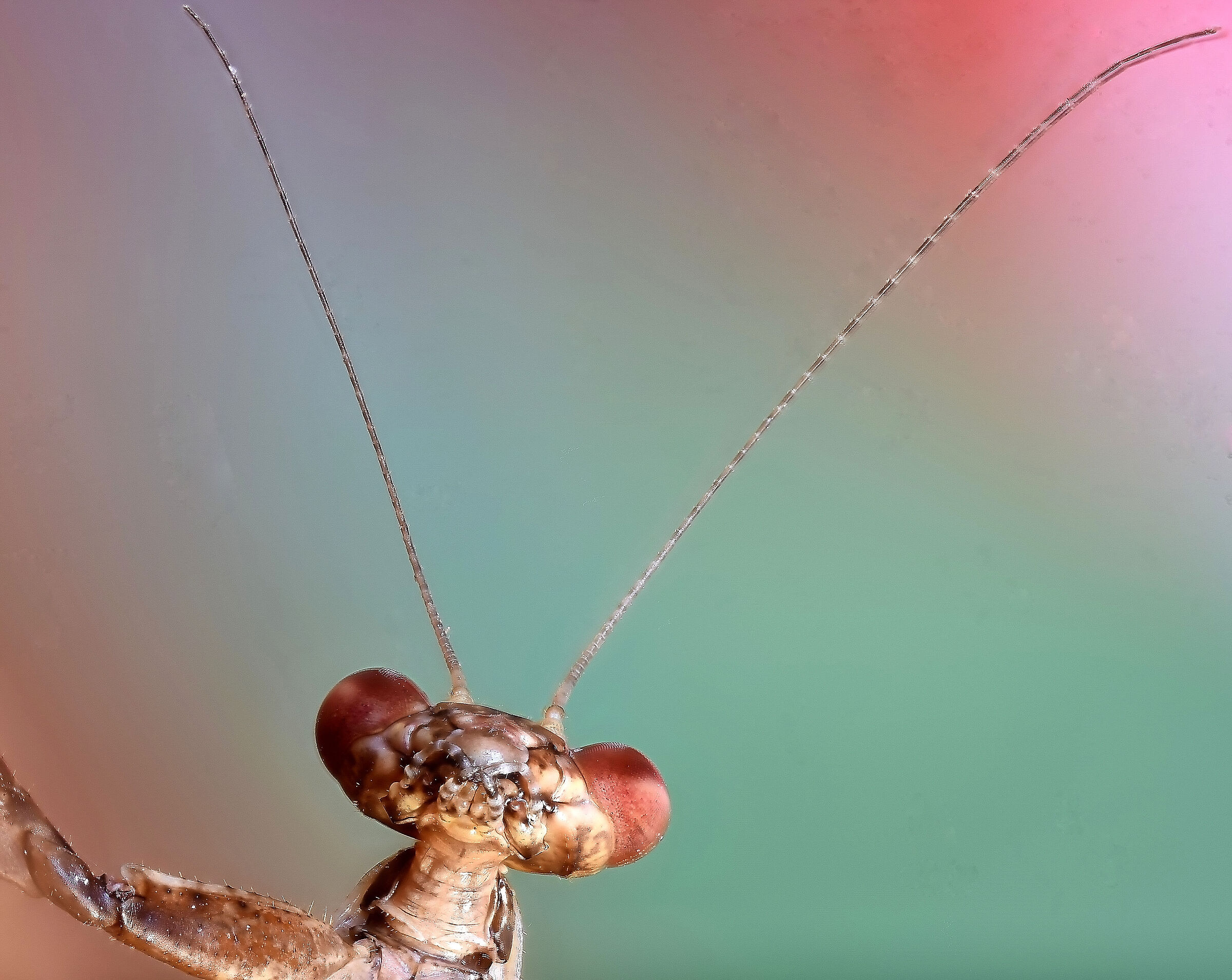 Cucù...ben ritrovati!