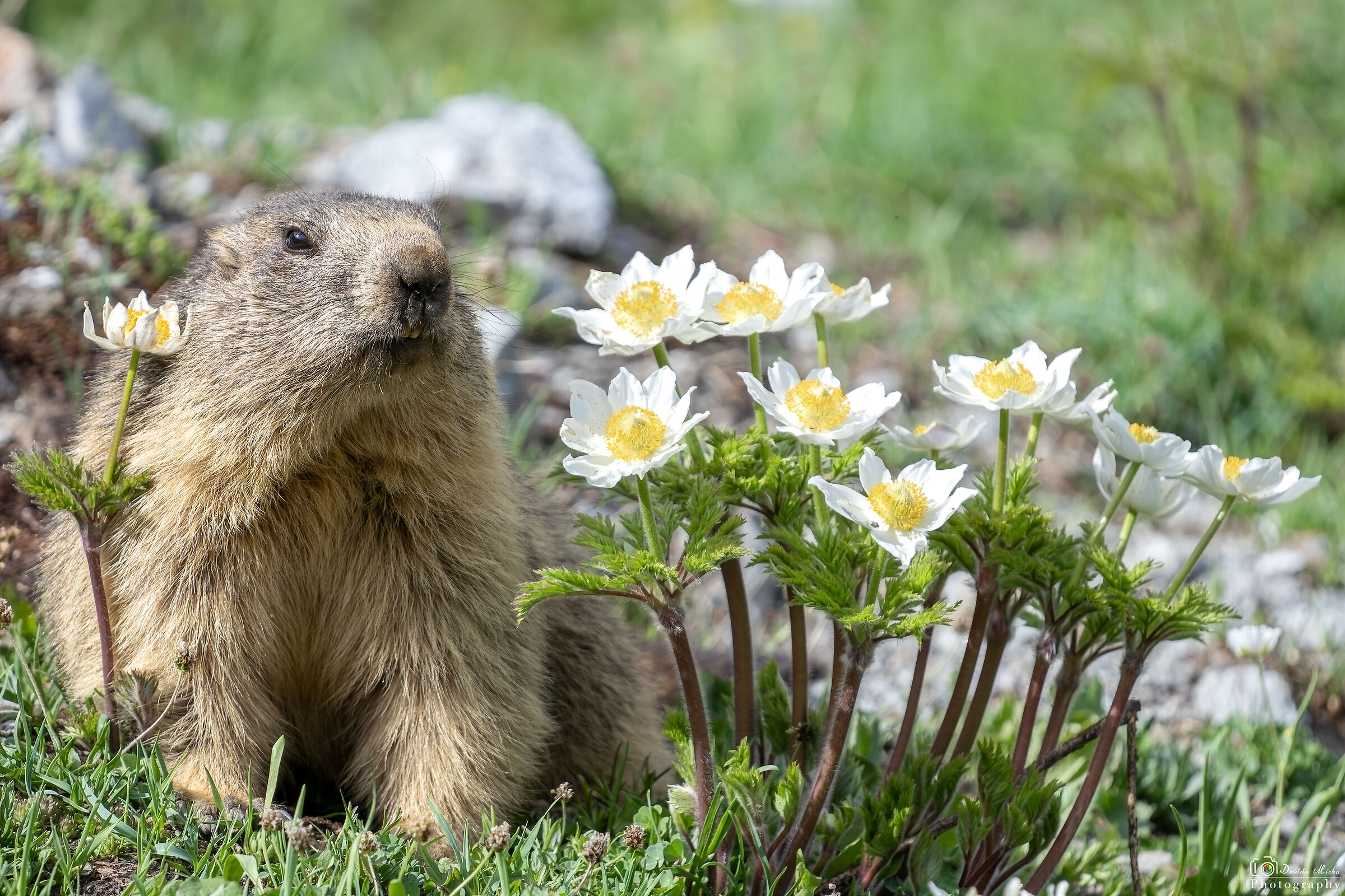 Marmotta