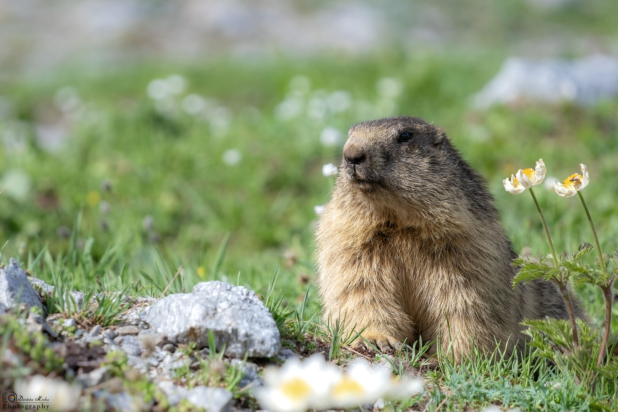 Marmotta